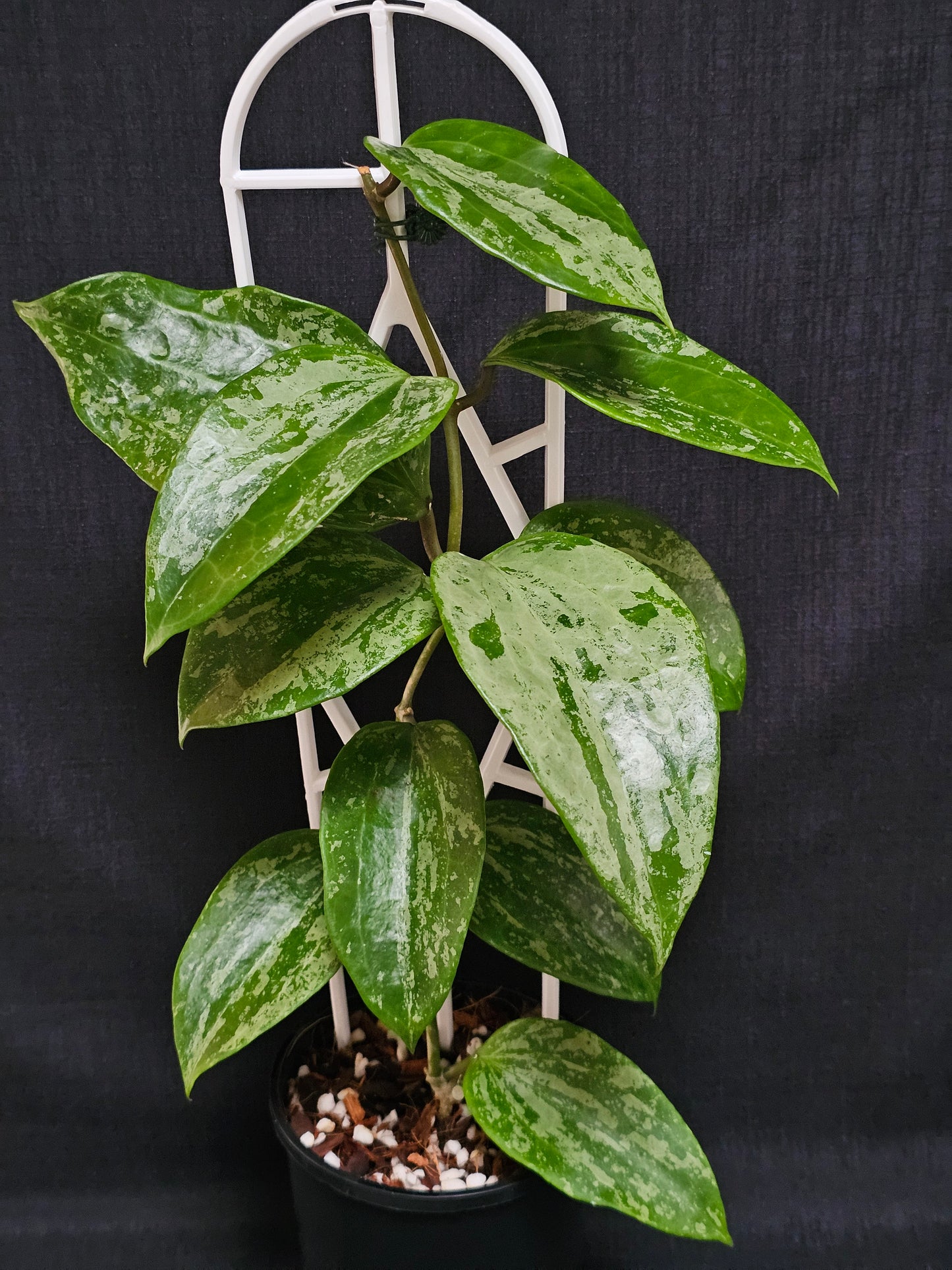 Hoya latifolia 'Snow Queen'