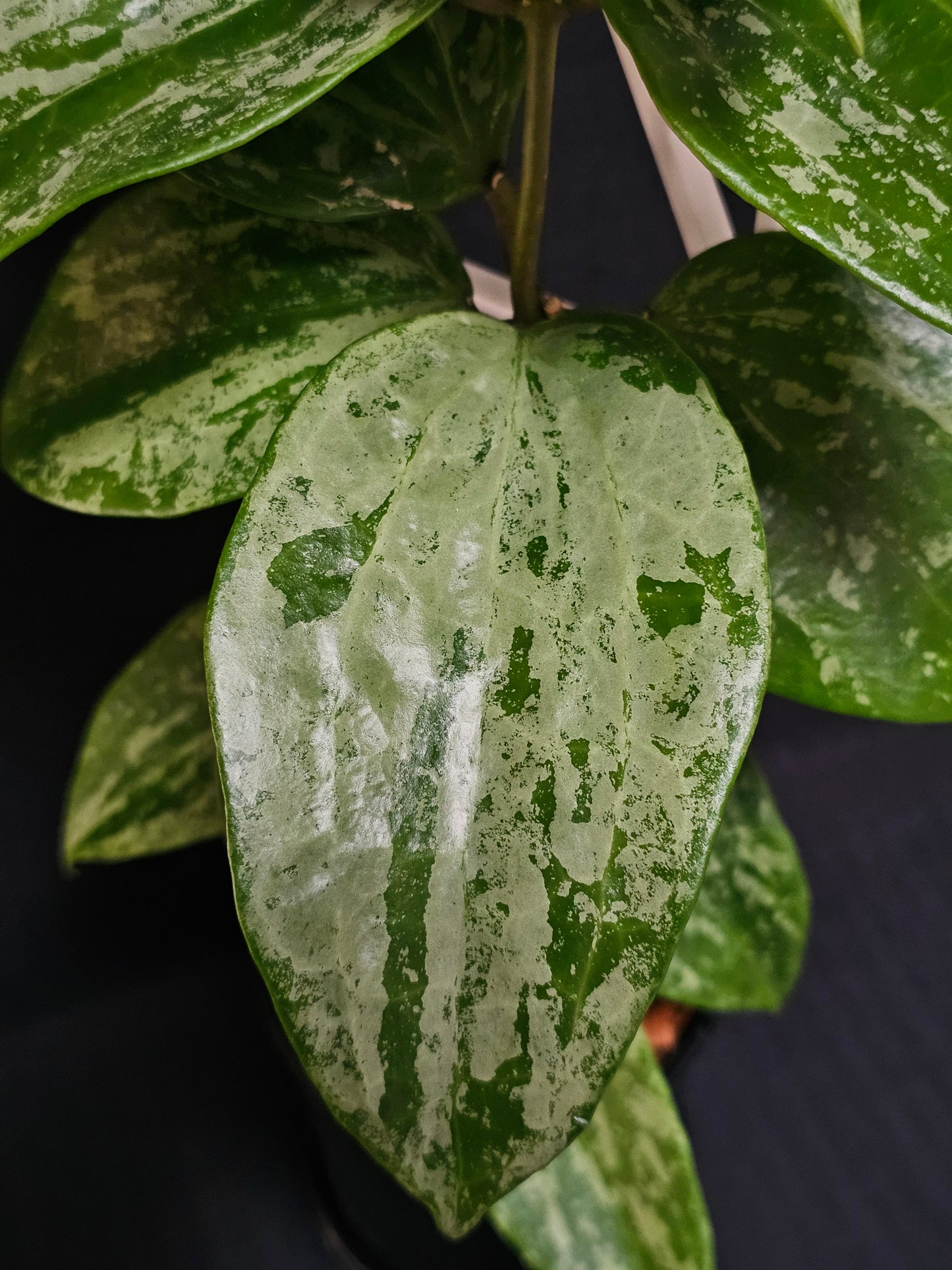 Hoya latifolia 'Snow Queen'