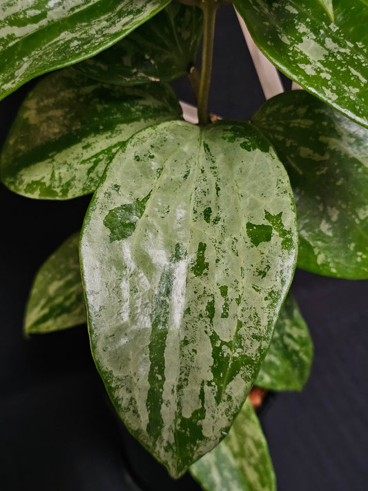 Hoya latifolia 'Snow Queen'