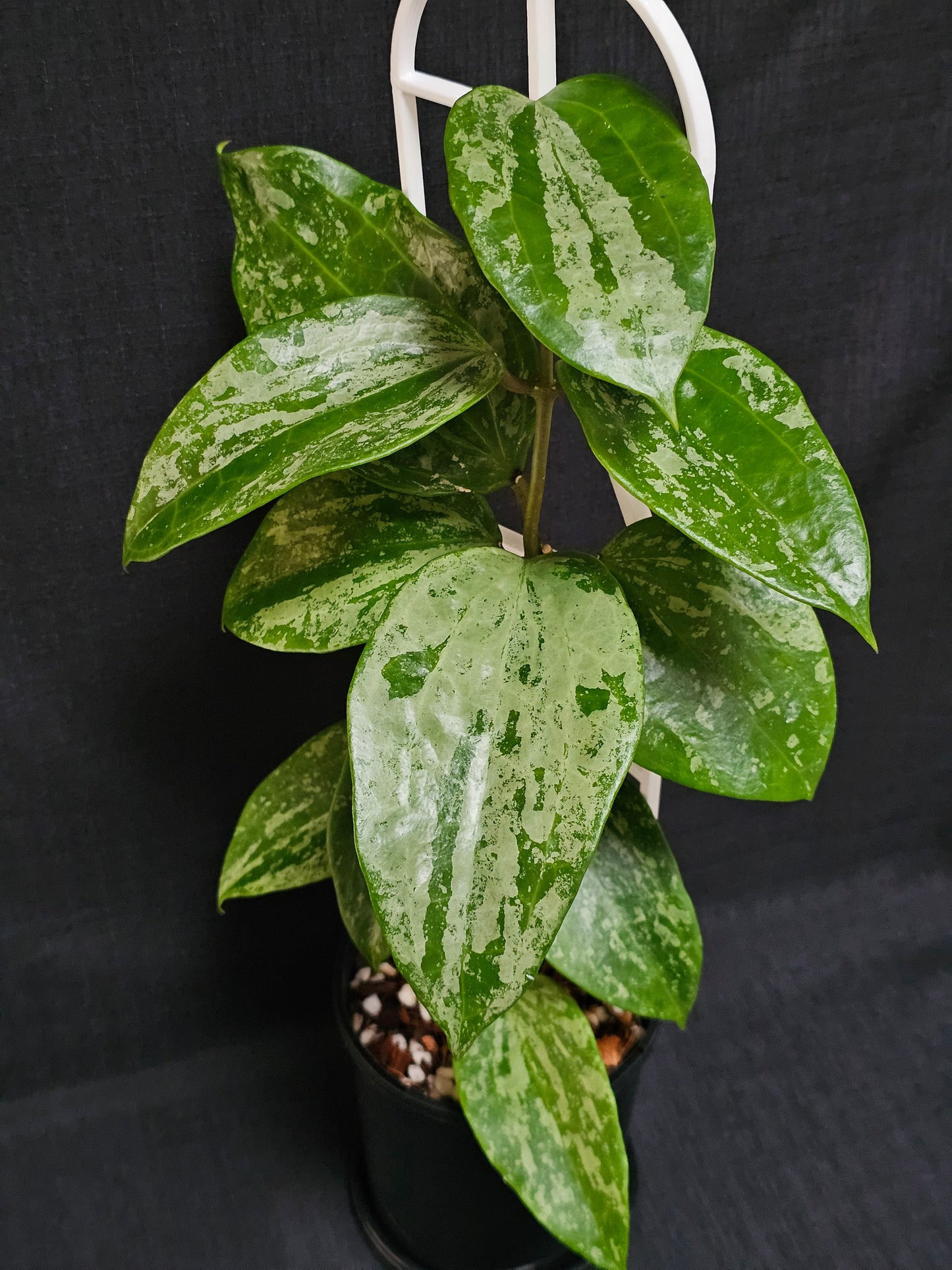 Hoya latifolia 'Snow Queen'