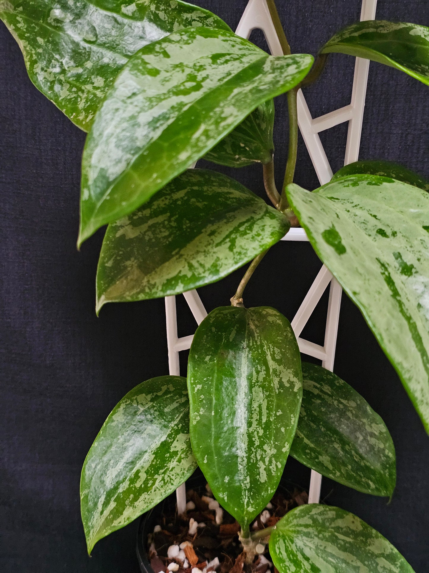 Hoya latifolia 'Snow Queen'