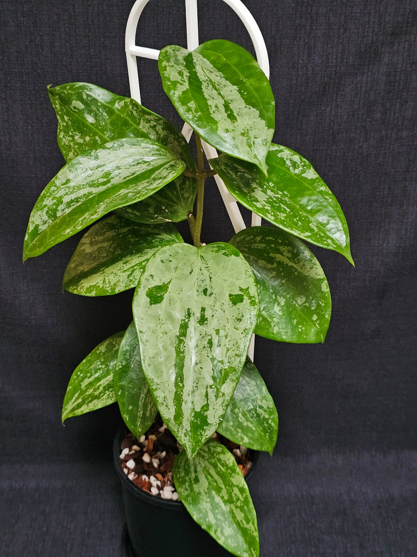 Hoya latifolia 'Snow Queen'