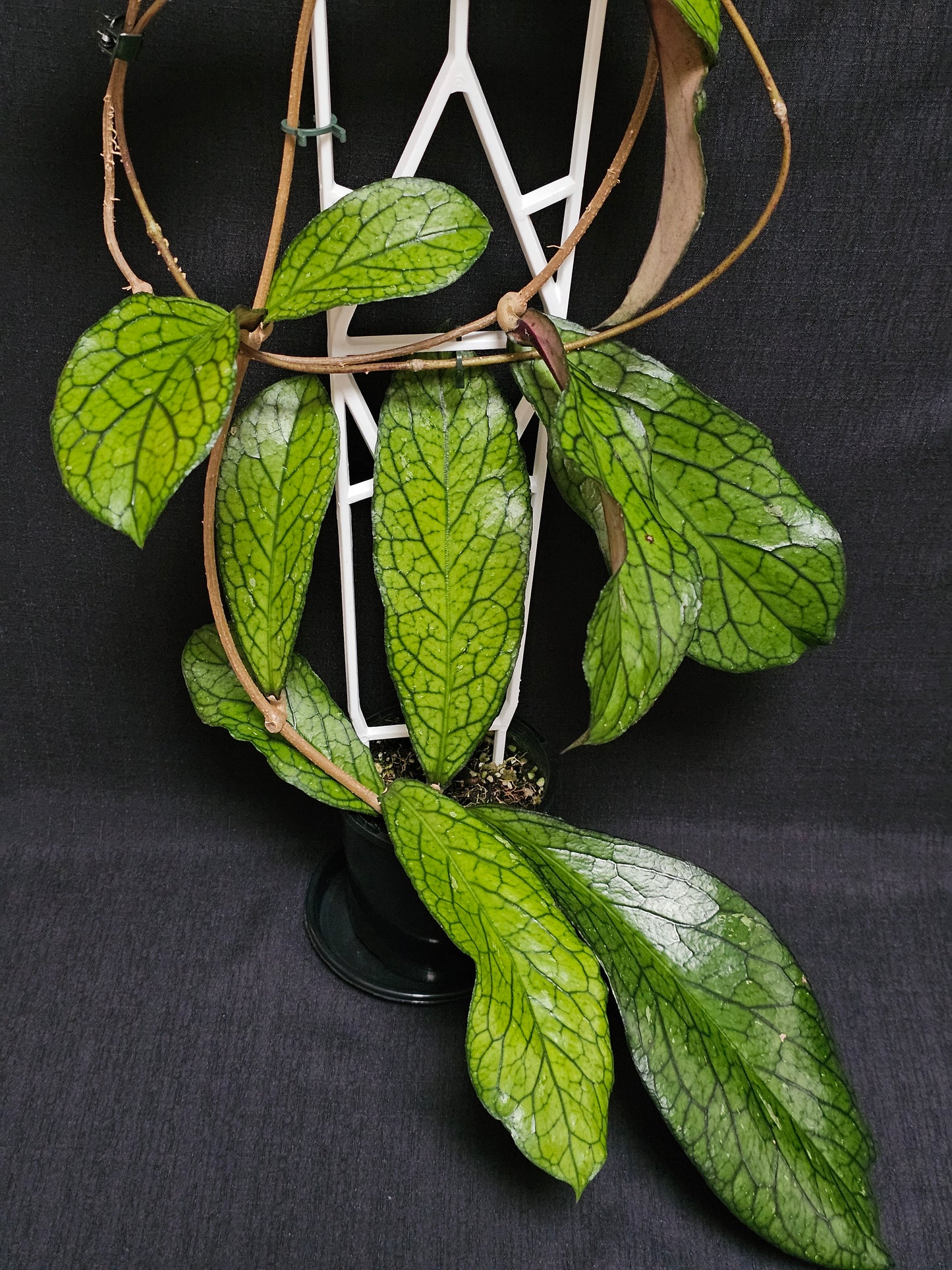 Hoya sp. Lampung