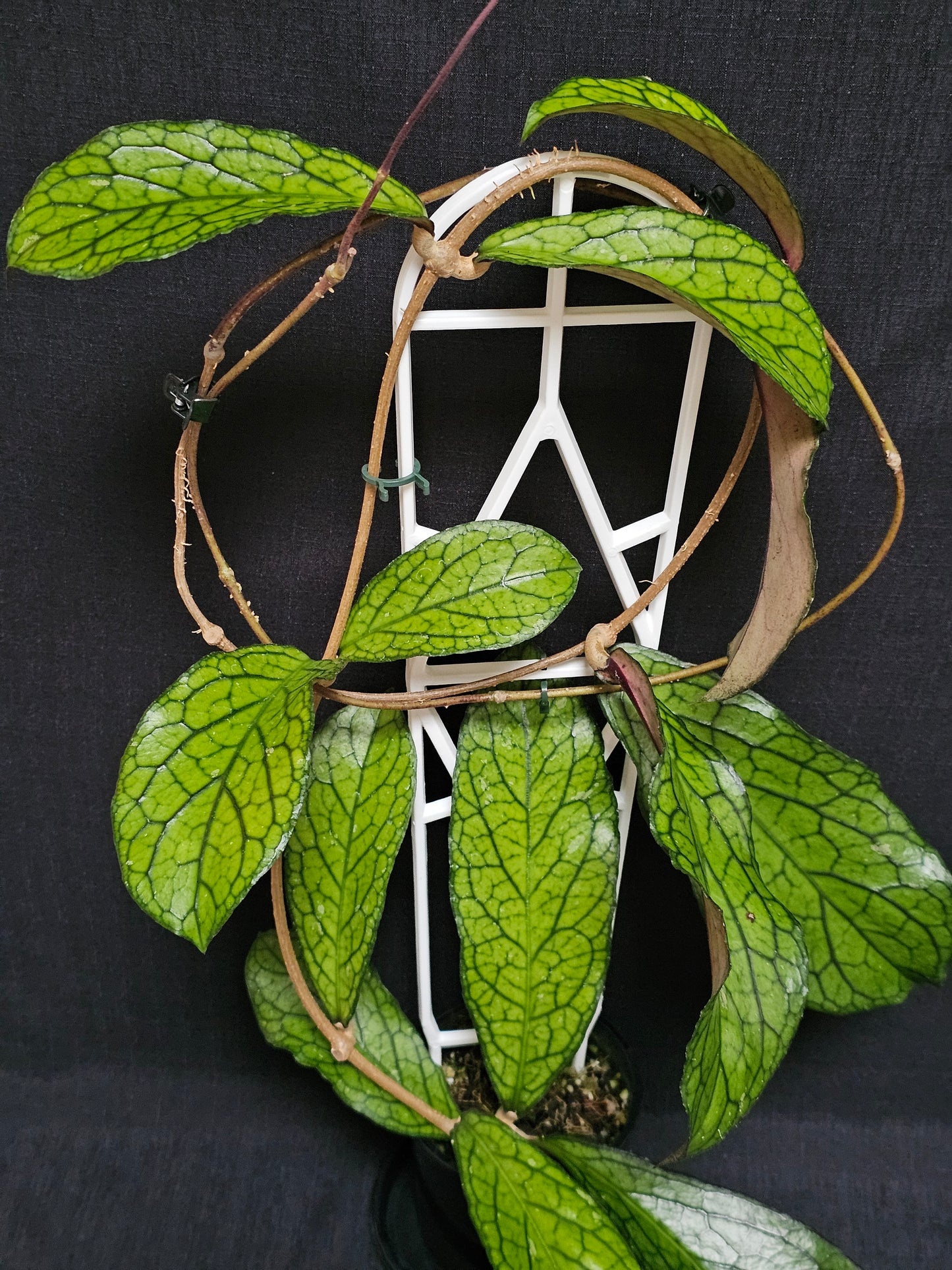 Hoya sp. Lampung