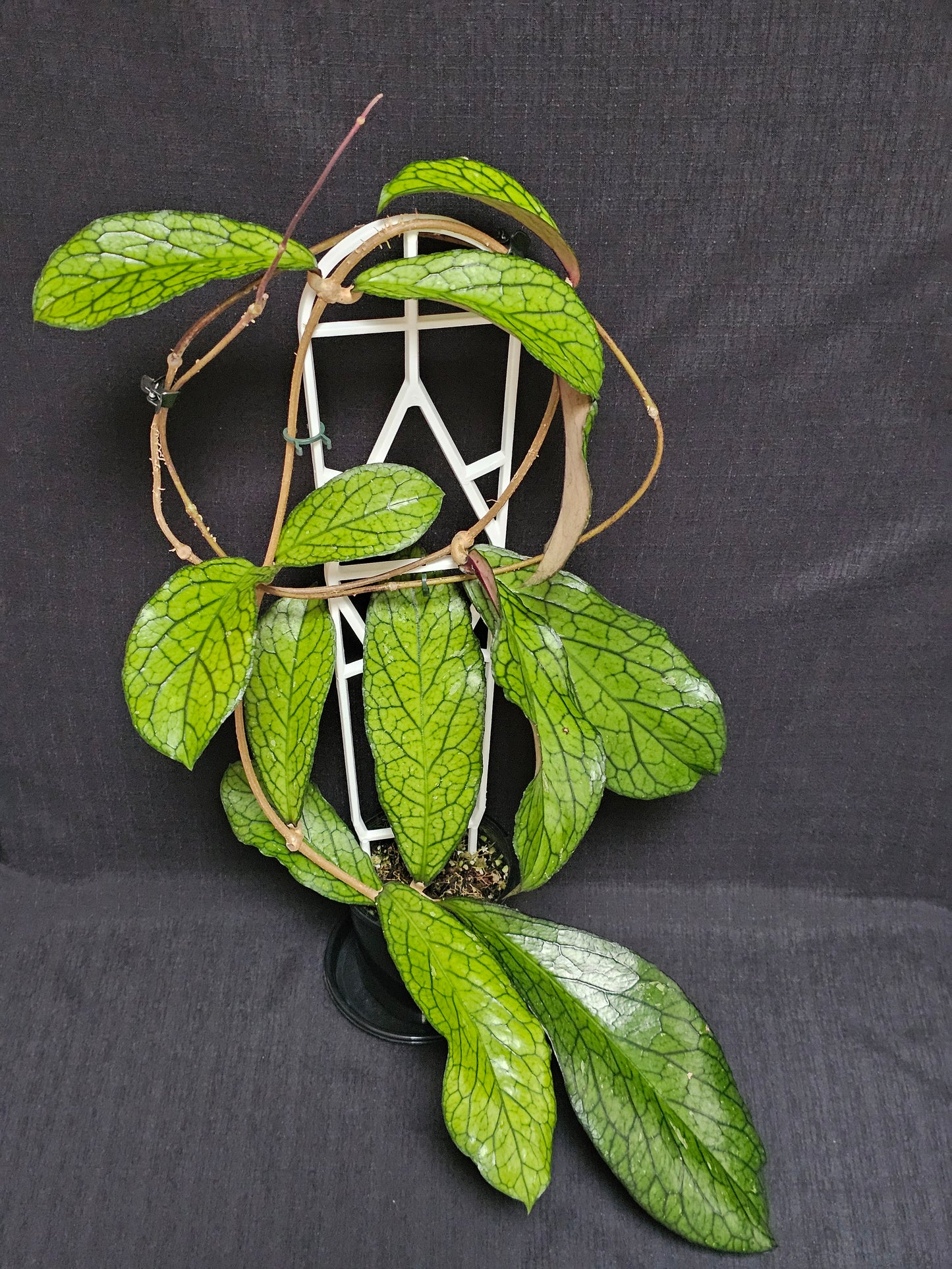 Hoya sp. Lampung
