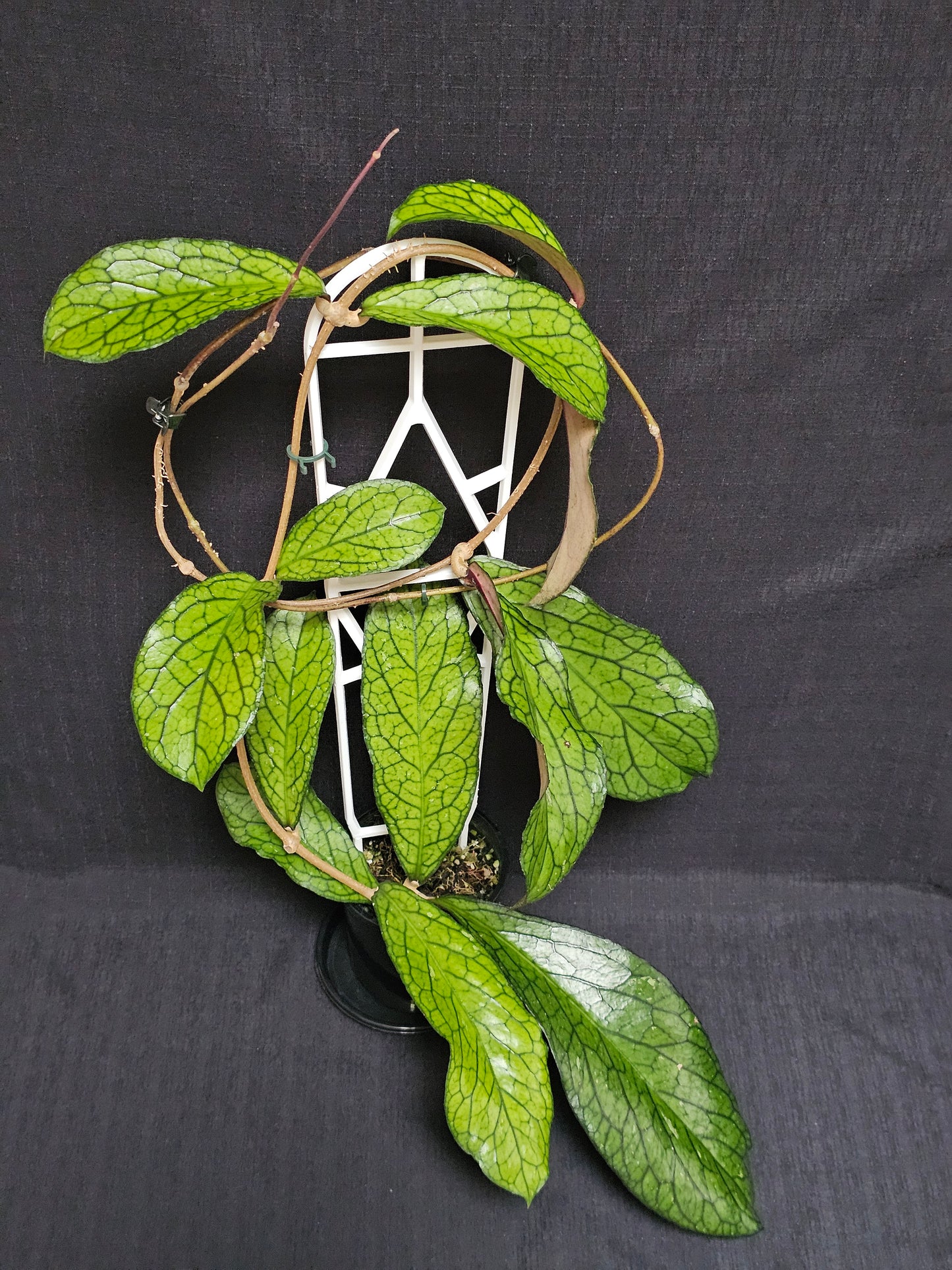 Hoya sp. Lampung