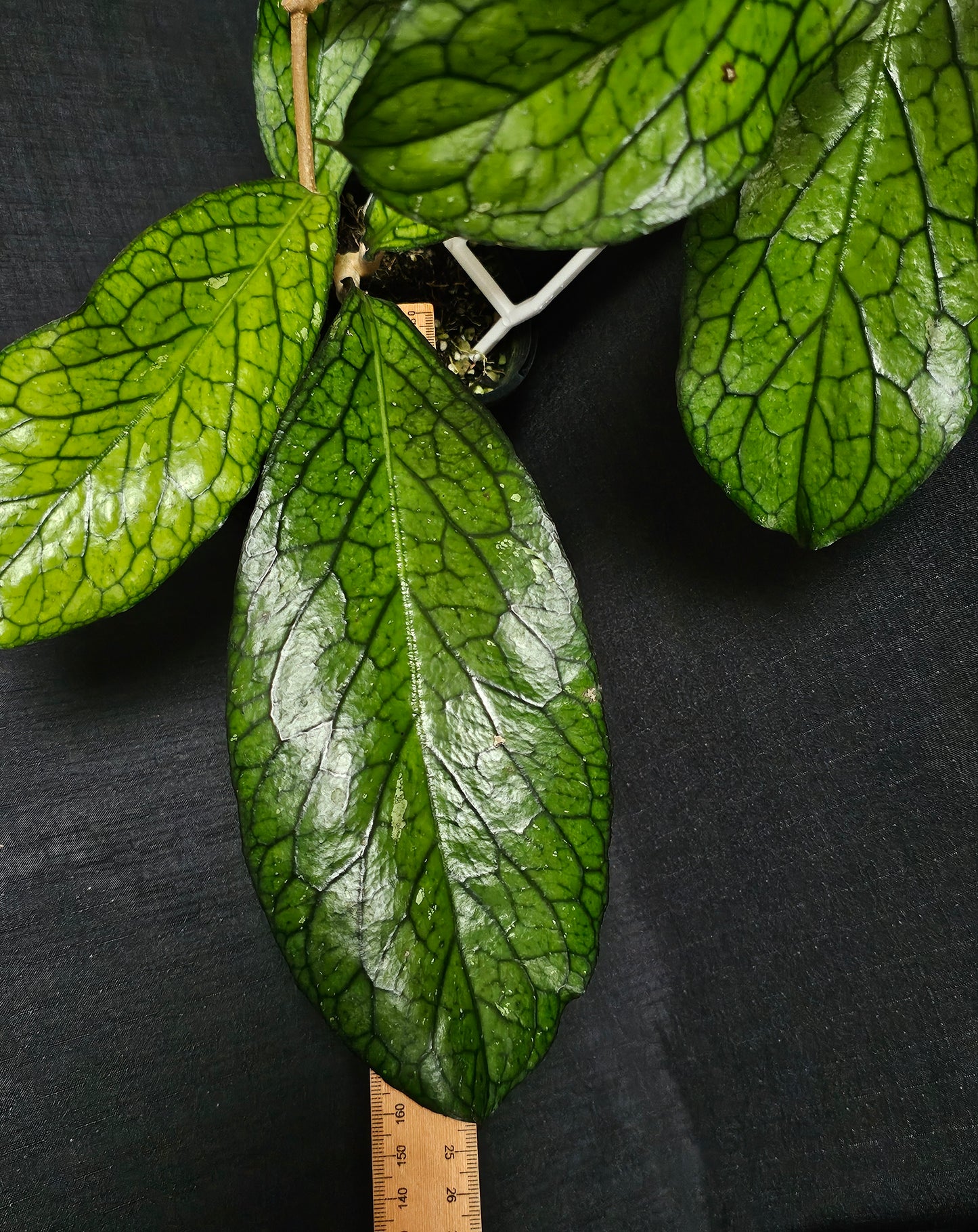 Hoya sp. Lampung