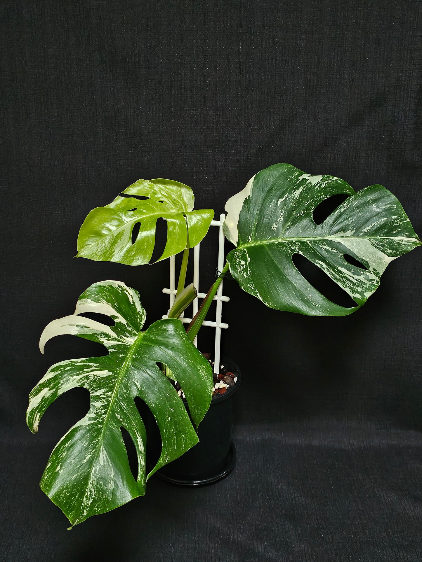 Monstera borsigiana 'Albomarginata'