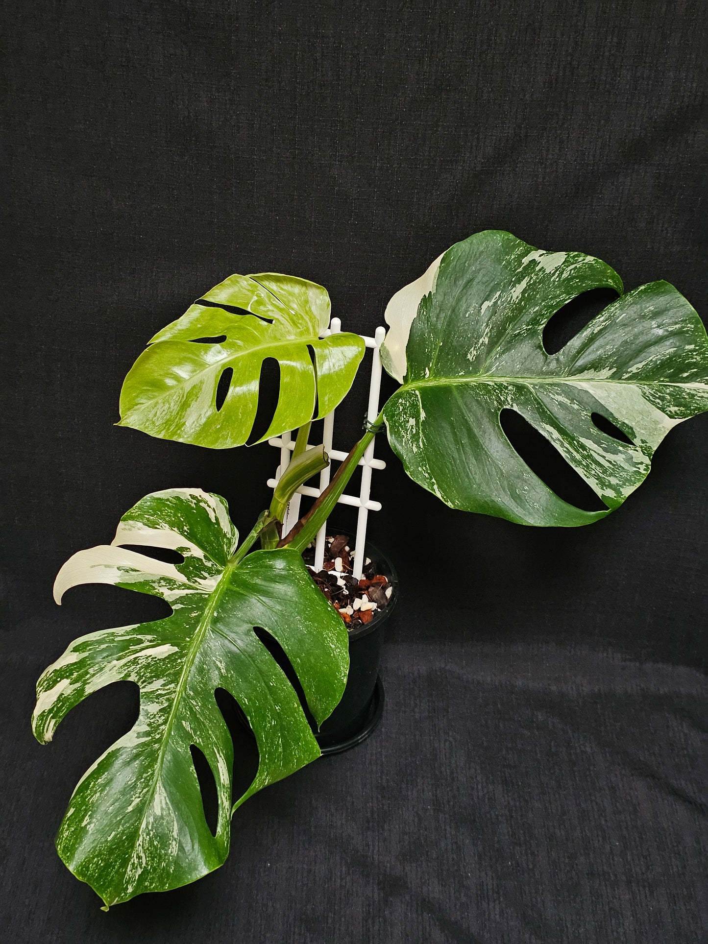 Monstera borsigiana 'Albomarginata'