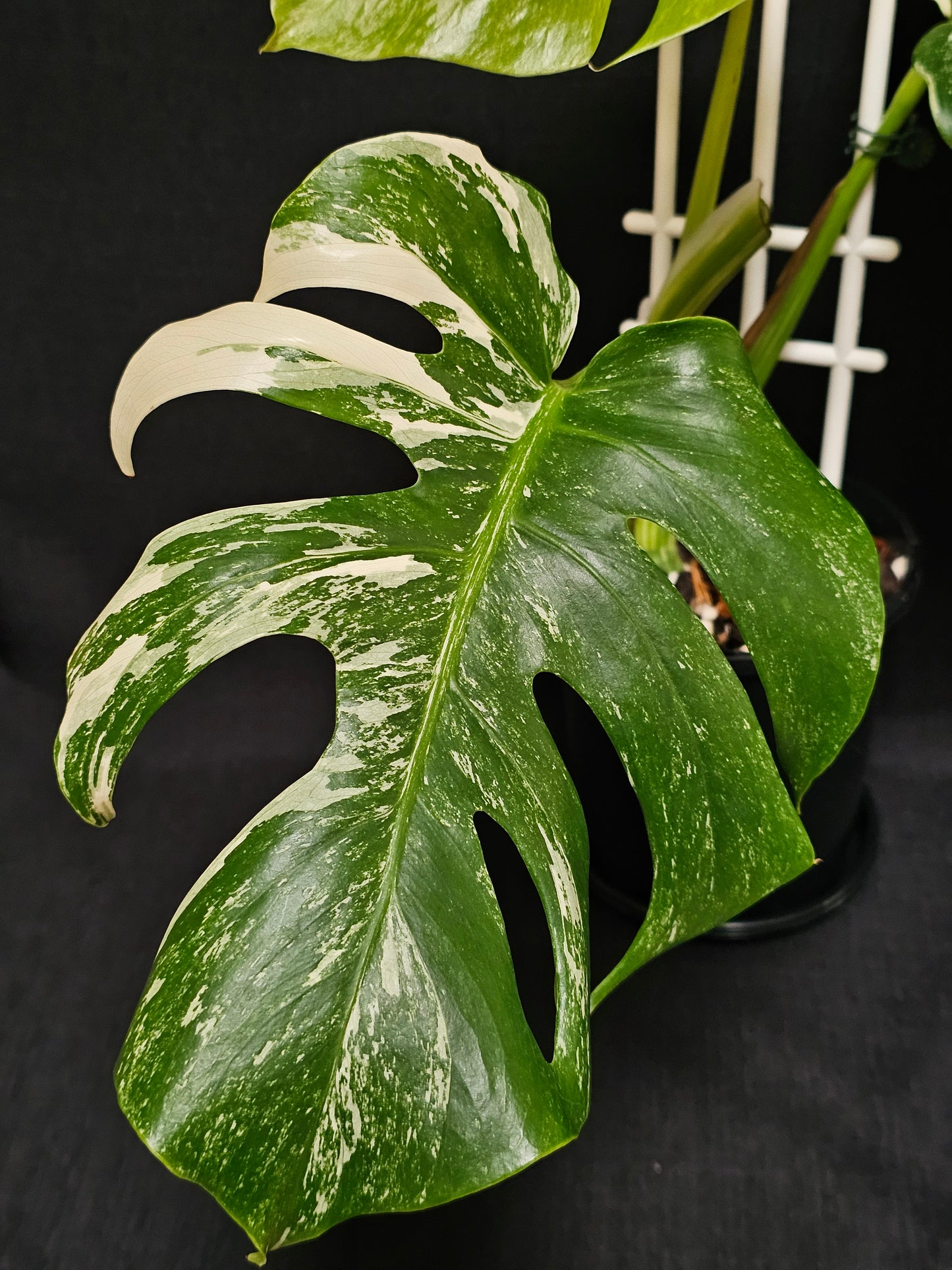 Monstera borsigiana 'Albomarginata'