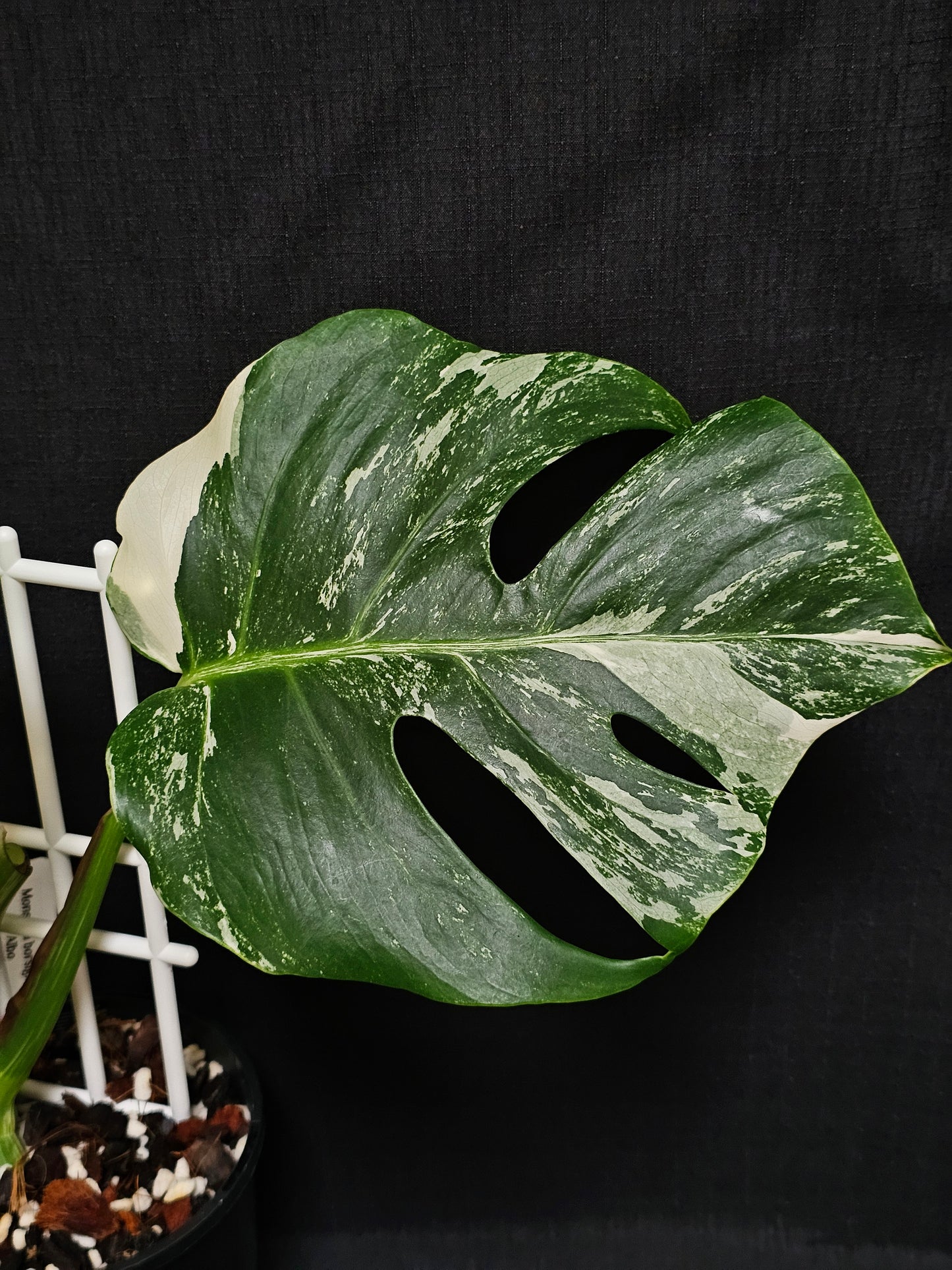 Monstera borsigiana 'Albomarginata'