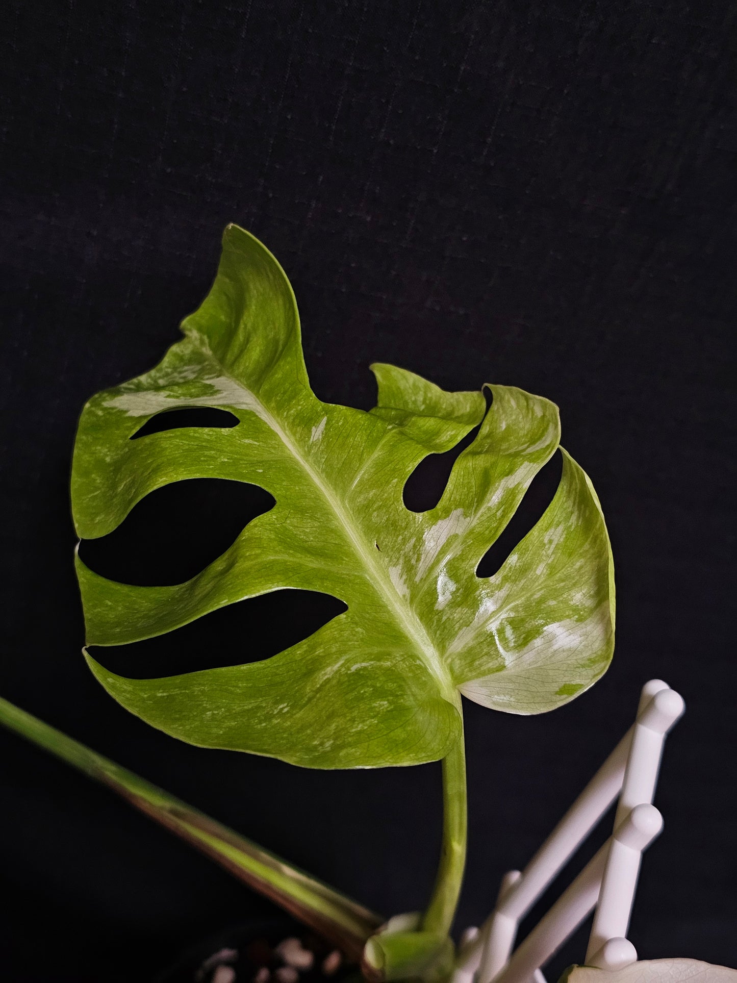 Monstera borsigiana 'Albomarginata'