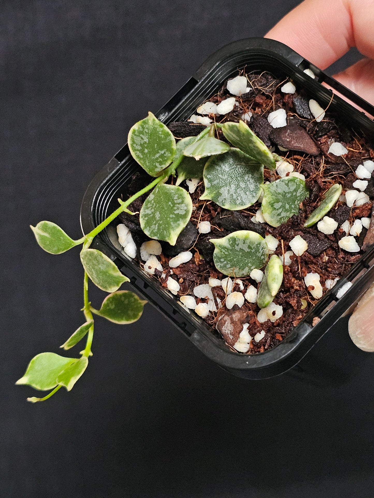 Hoya curtisii  'Albomarginata'