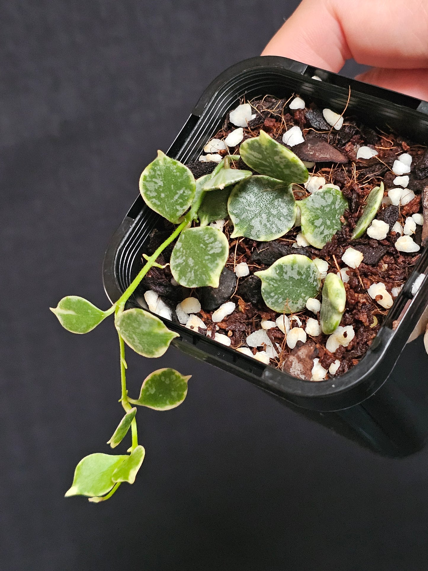 Hoya curtisii  'Albomarginata'