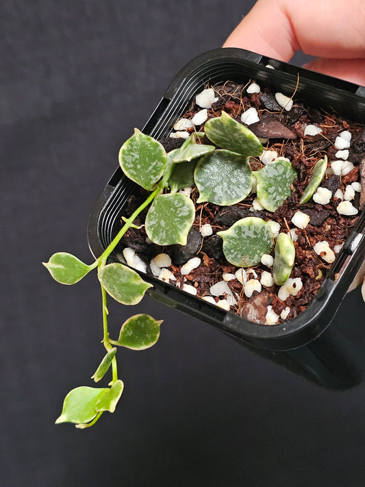 Hoya curtisii  'Albomarginata'