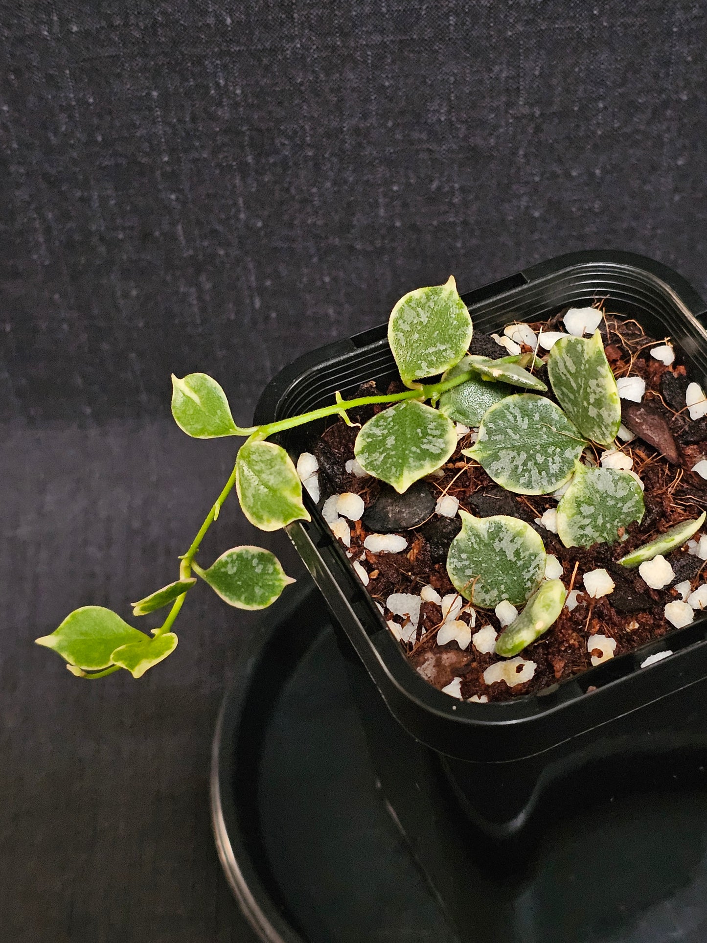 Hoya curtisii  'Albomarginata'