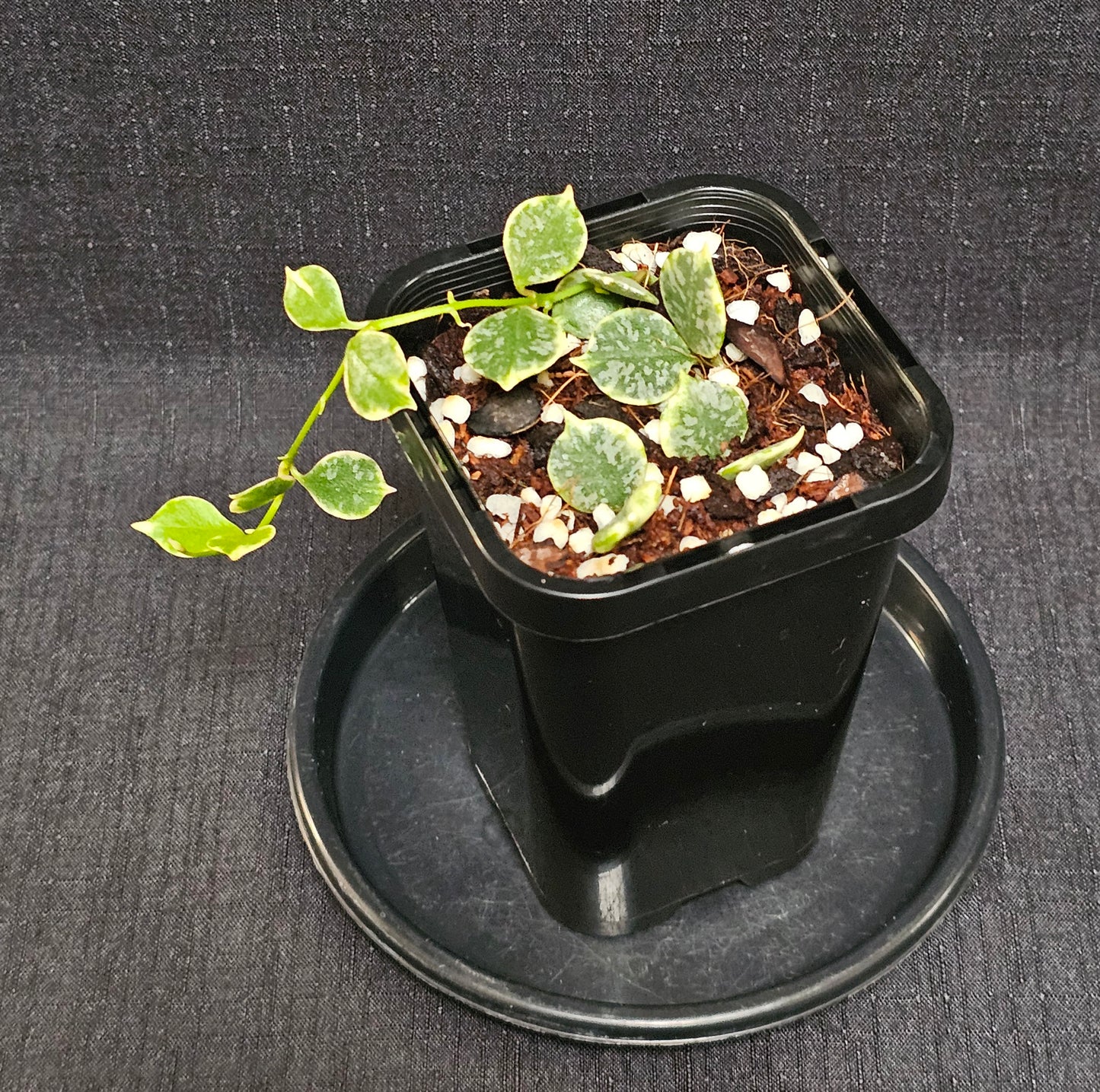 Hoya curtisii  'Albomarginata'