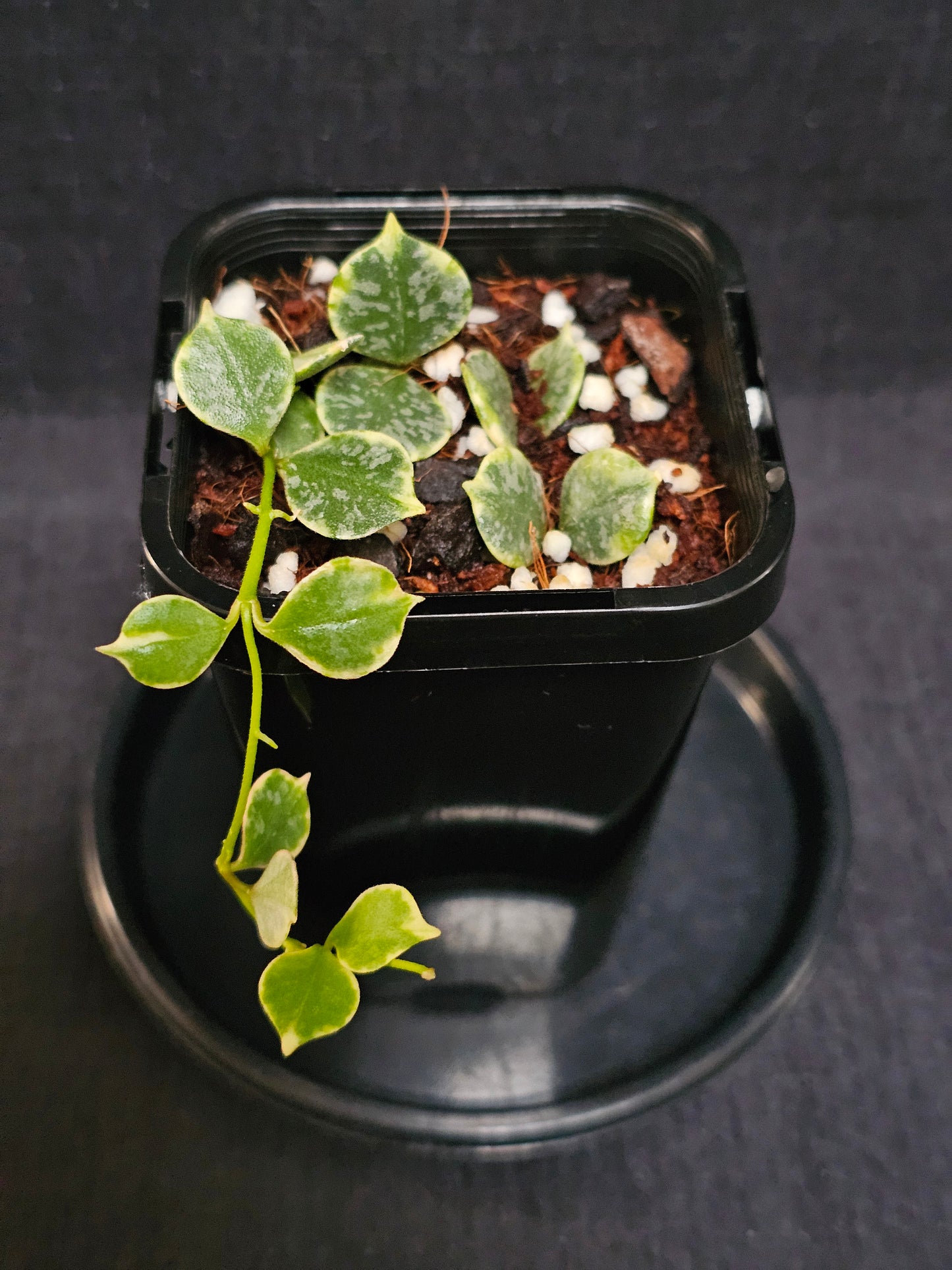 Hoya curtisii  'Albomarginata'