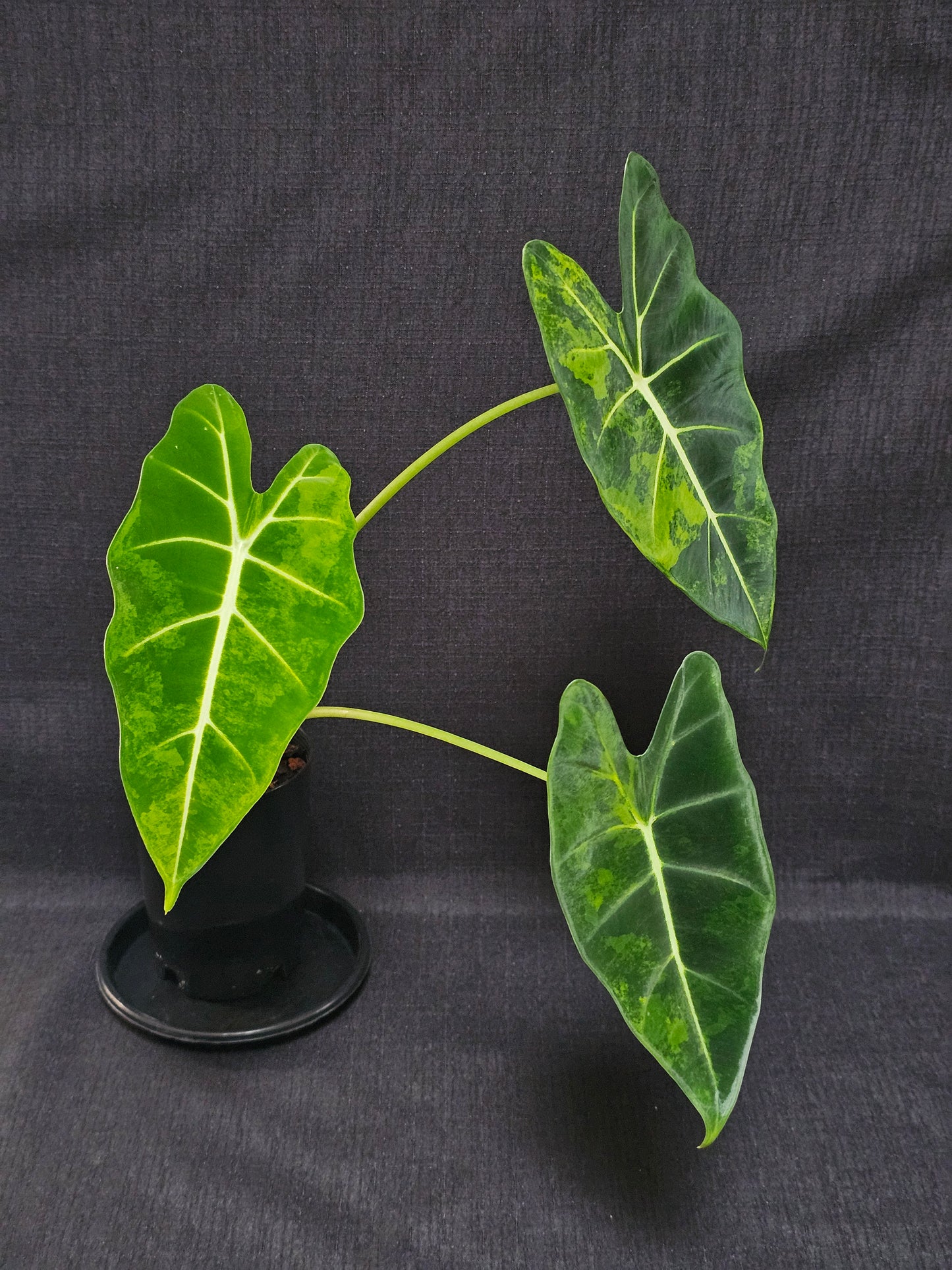 Alocasia frydek 'Aurea' (Green On Green)