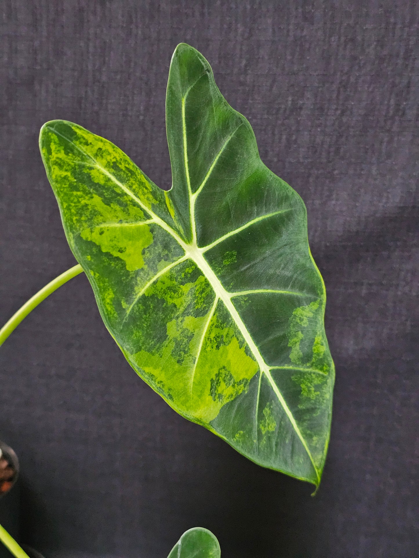 Alocasia frydek 'Aurea' (Green On Green)