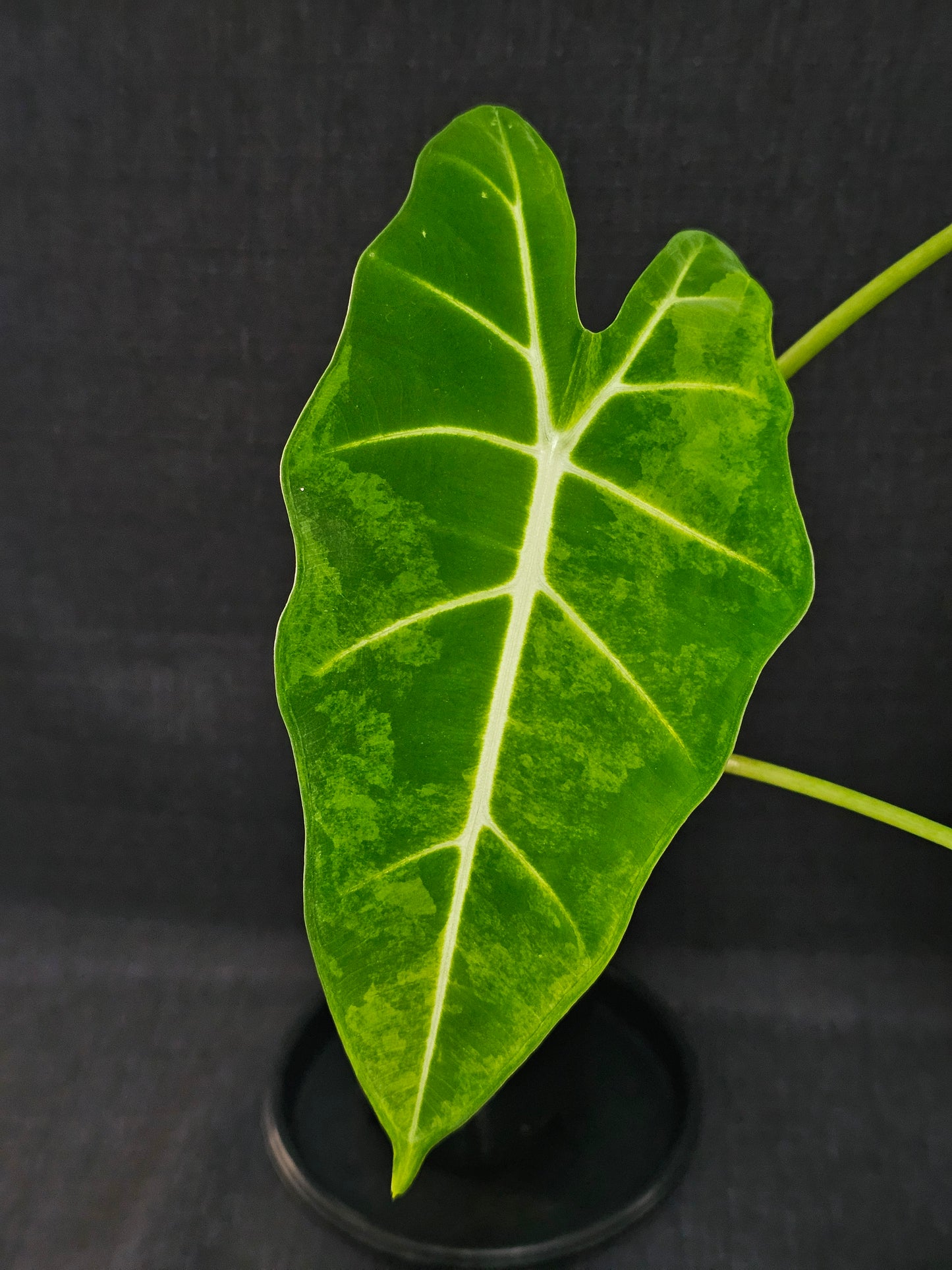 Alocasia frydek 'Aurea' (Green On Green)