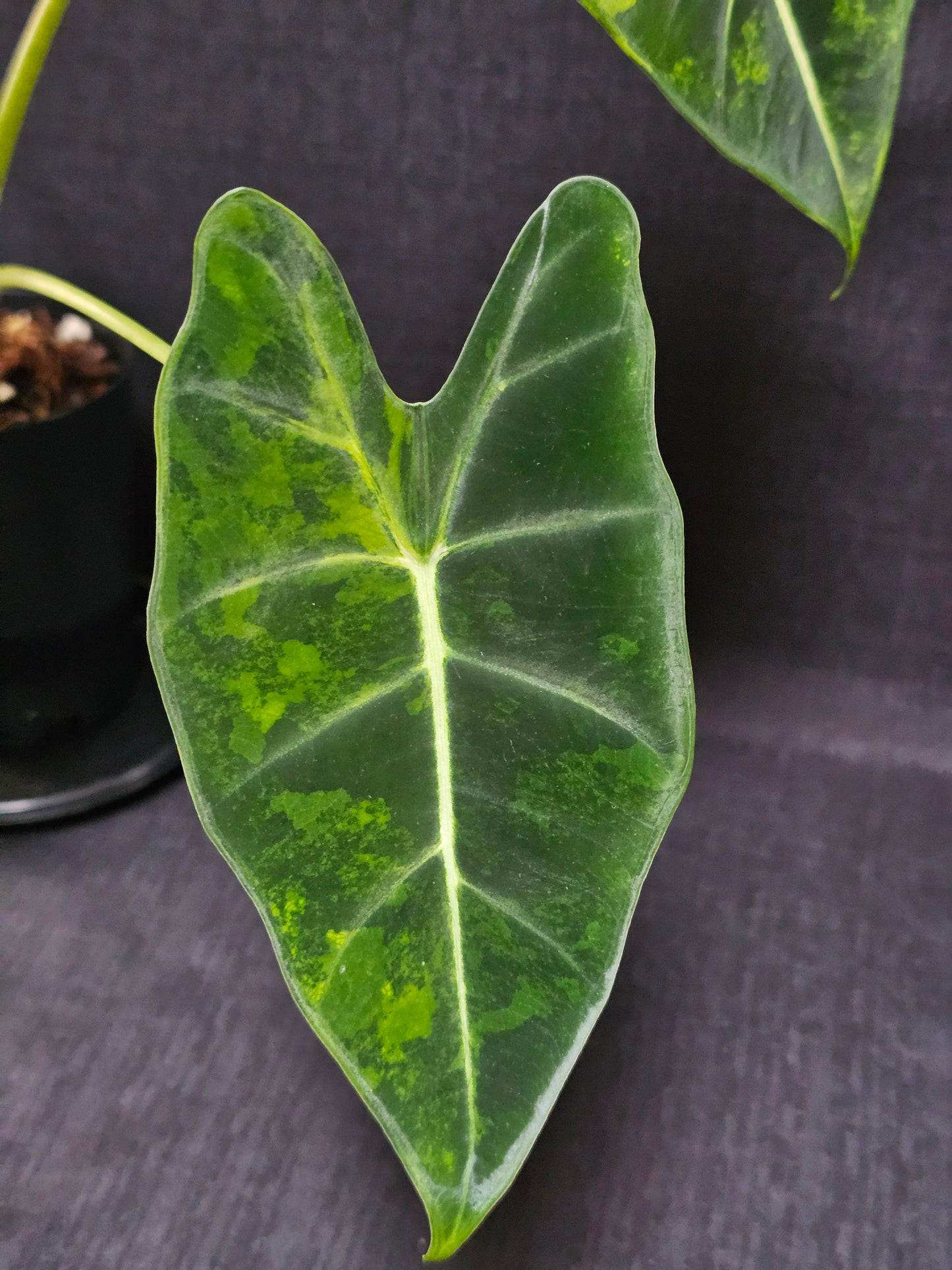 Alocasia frydek 'Aurea' (Green On Green)