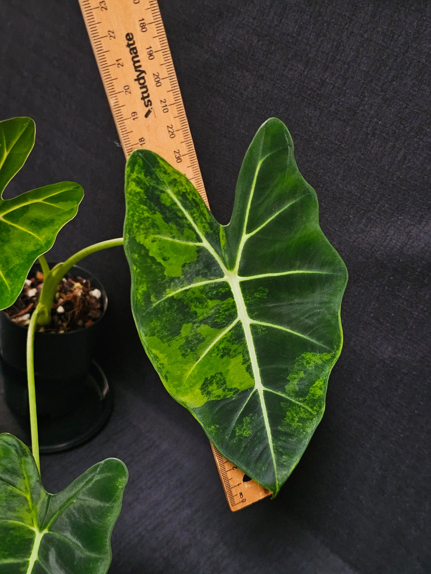 Alocasia frydek 'Aurea' (Green On Green)