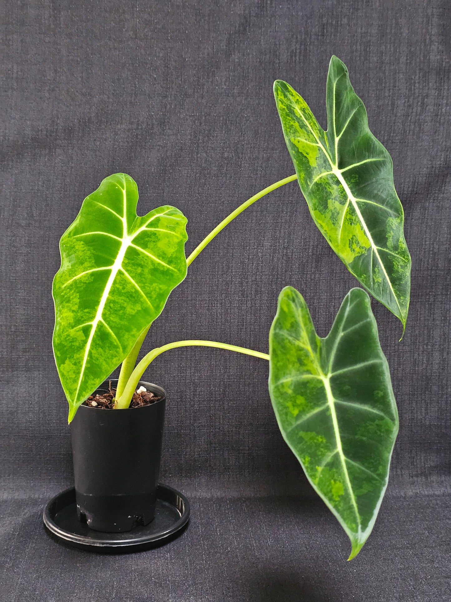 Alocasia frydek 'Aurea' (Green On Green)