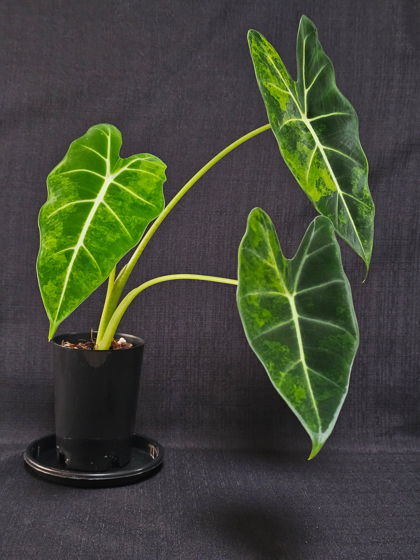 Alocasia frydek 'Aurea' (Green On Green)