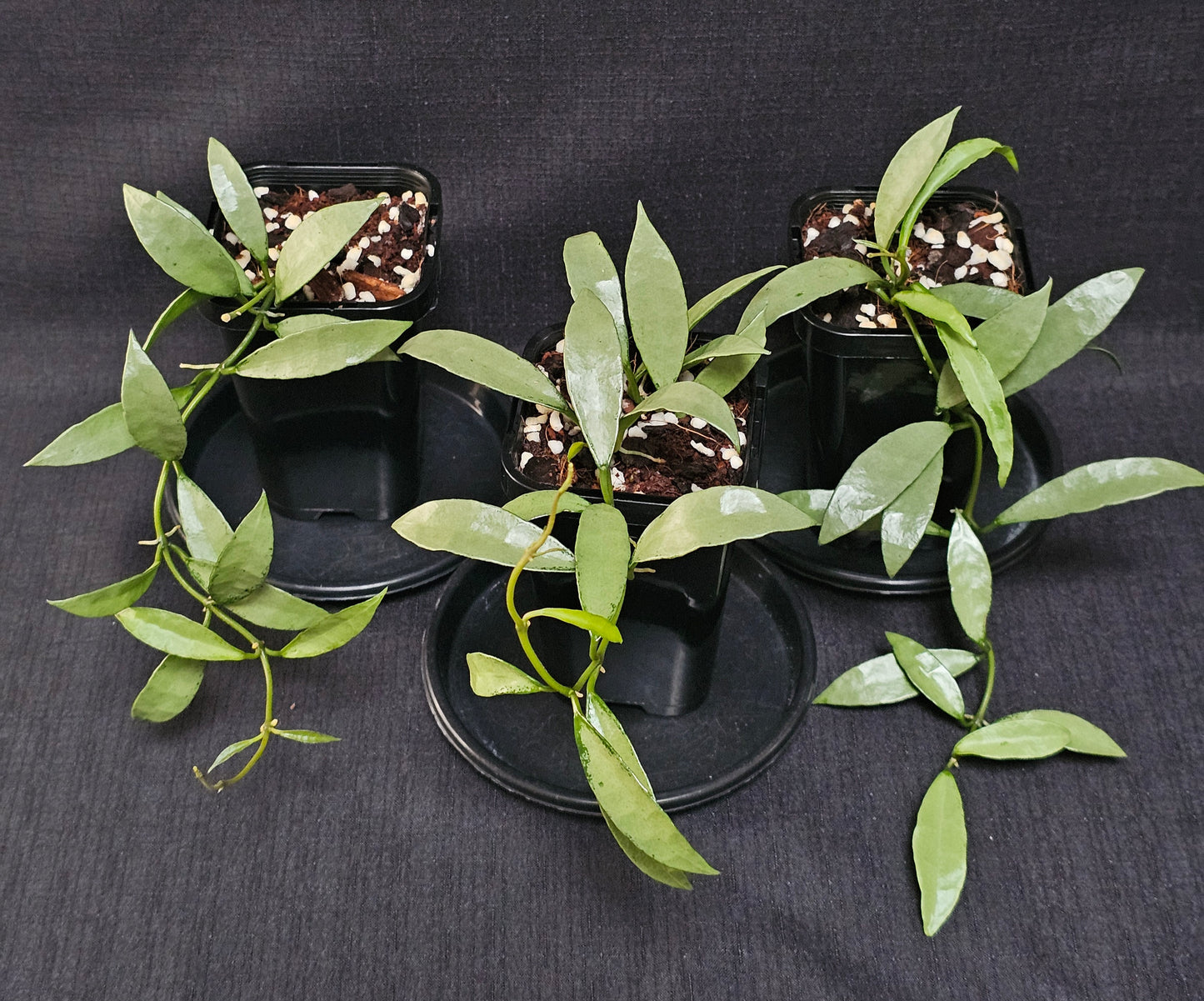 Hoya lacunosa 'Silver Long Leaf'
