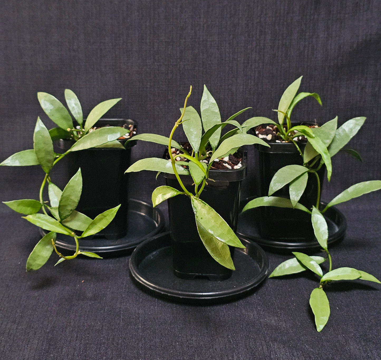 Hoya lacunosa 'Silver Long Leaf'