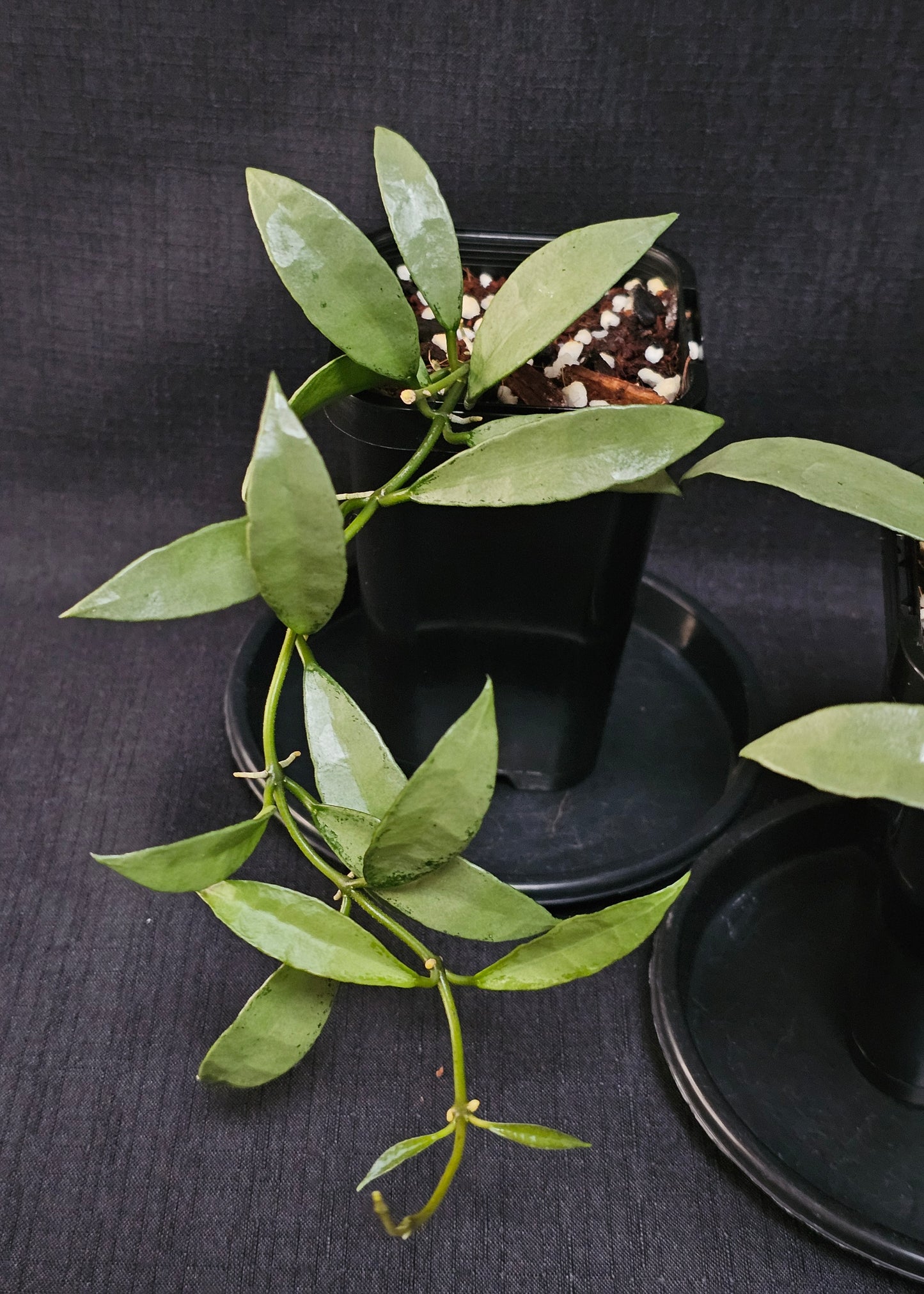 Hoya lacunosa 'Silver Long Leaf'