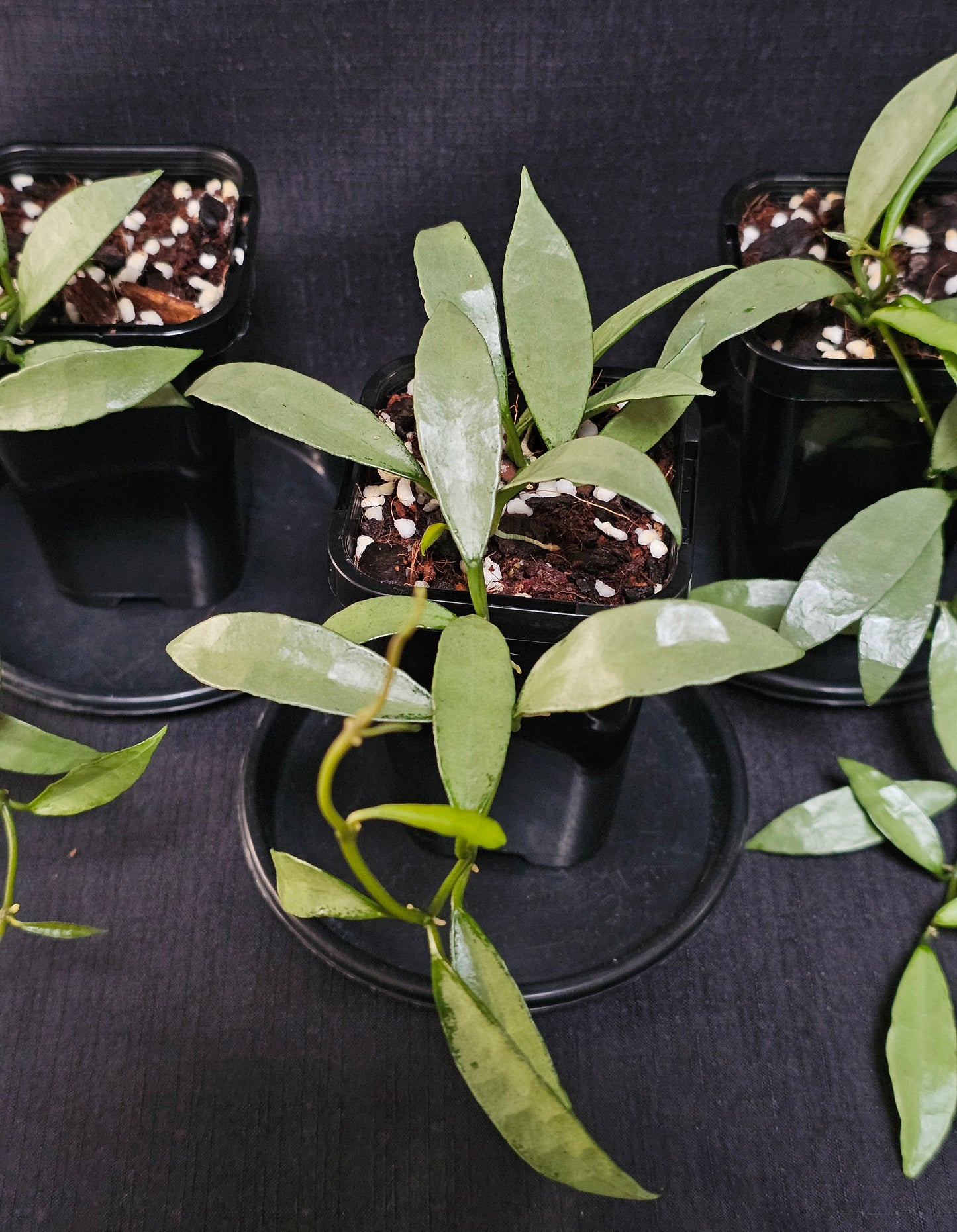 Hoya lacunosa 'Silver Long Leaf'