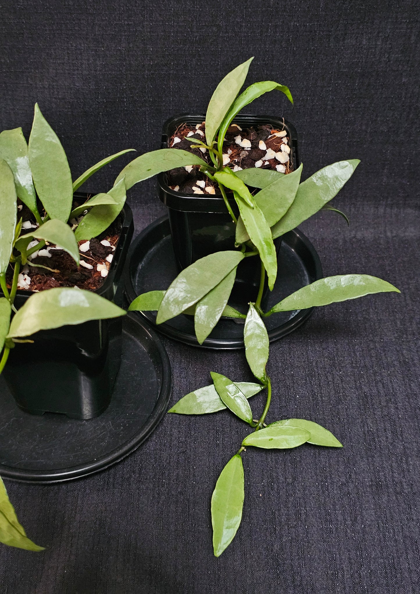 Hoya lacunosa 'Silver Long Leaf'
