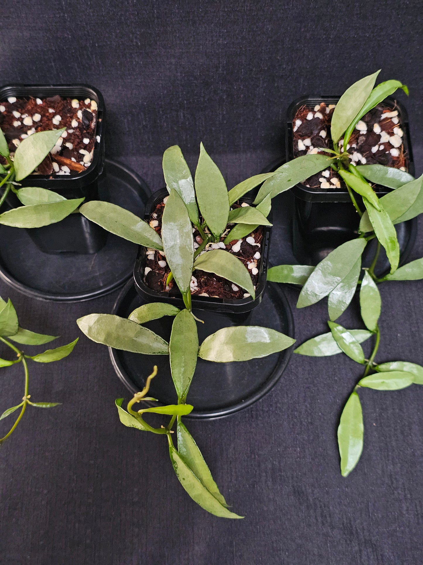 Hoya lacunosa 'Silver Long Leaf'