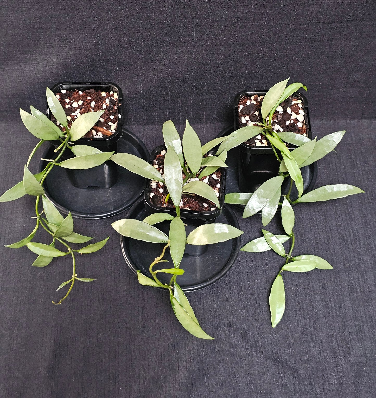 Hoya lacunosa 'Silver Long Leaf'