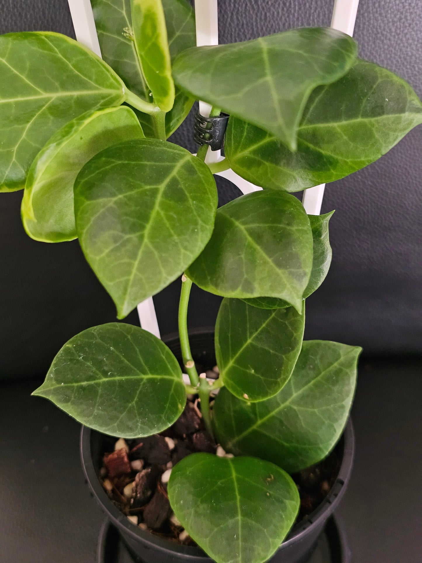 Hoya obscura 'Albomarginata' (Rare)