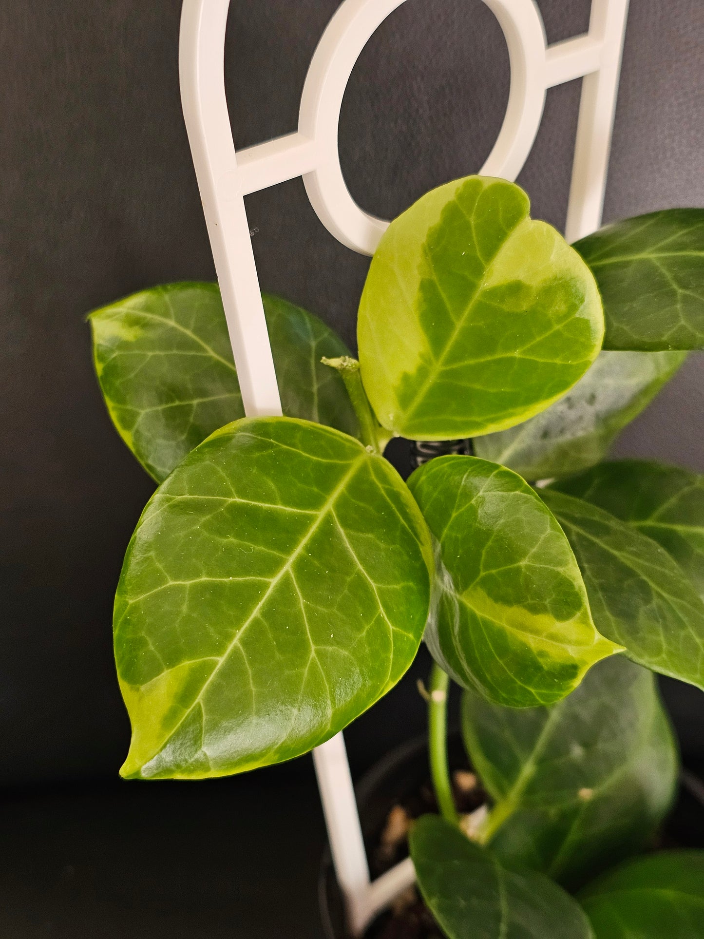 Hoya obscura 'Albomarginata' (Rare)