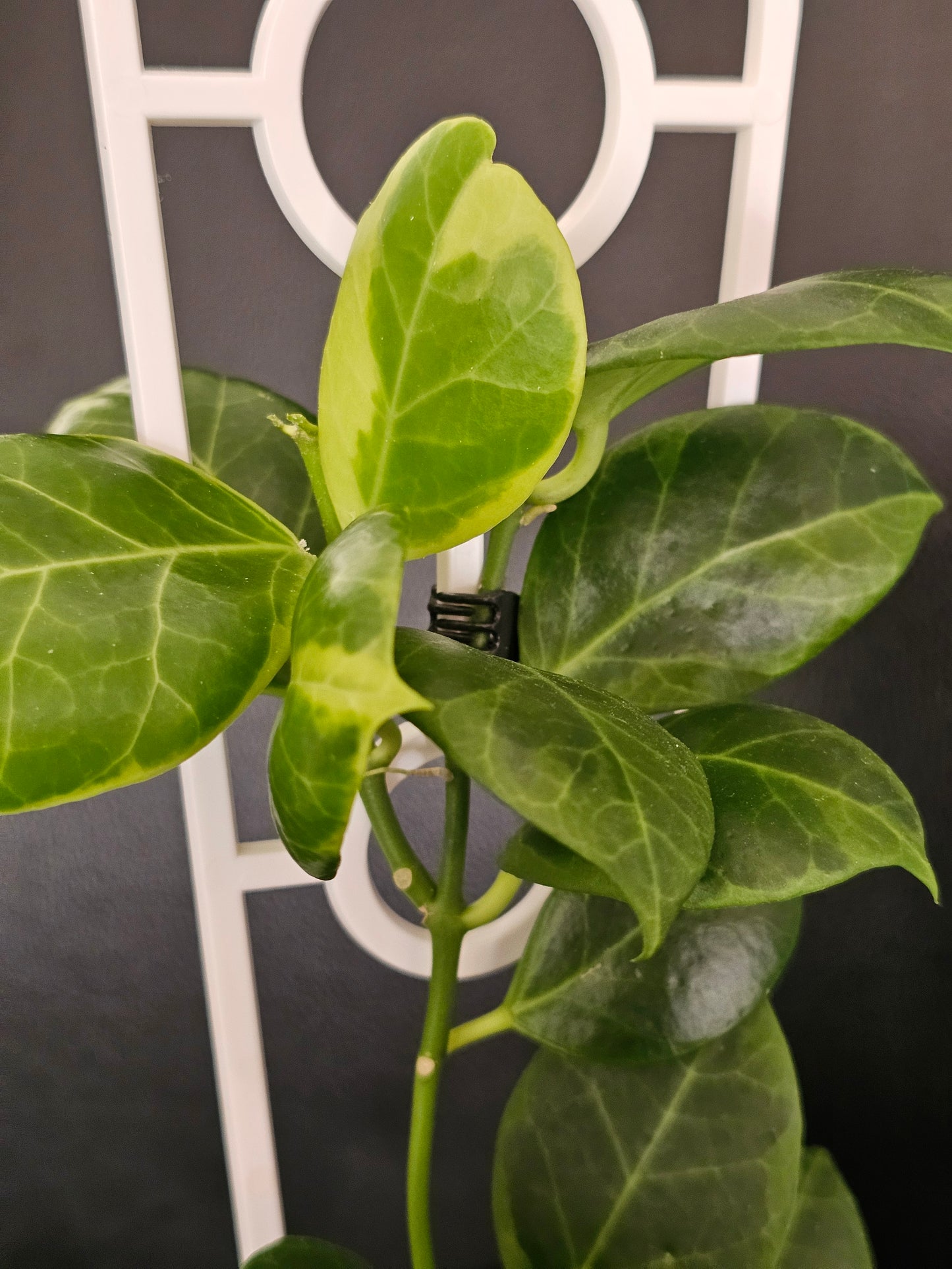 Hoya obscura 'Albomarginata' (Rare)