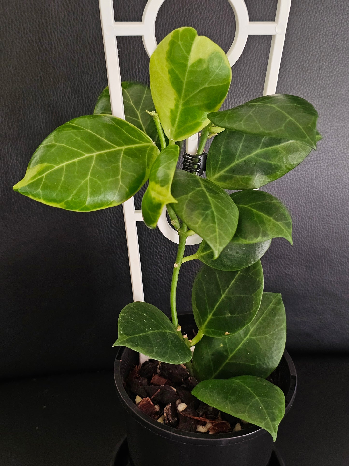 Hoya obscura 'Albomarginata' (Rare)