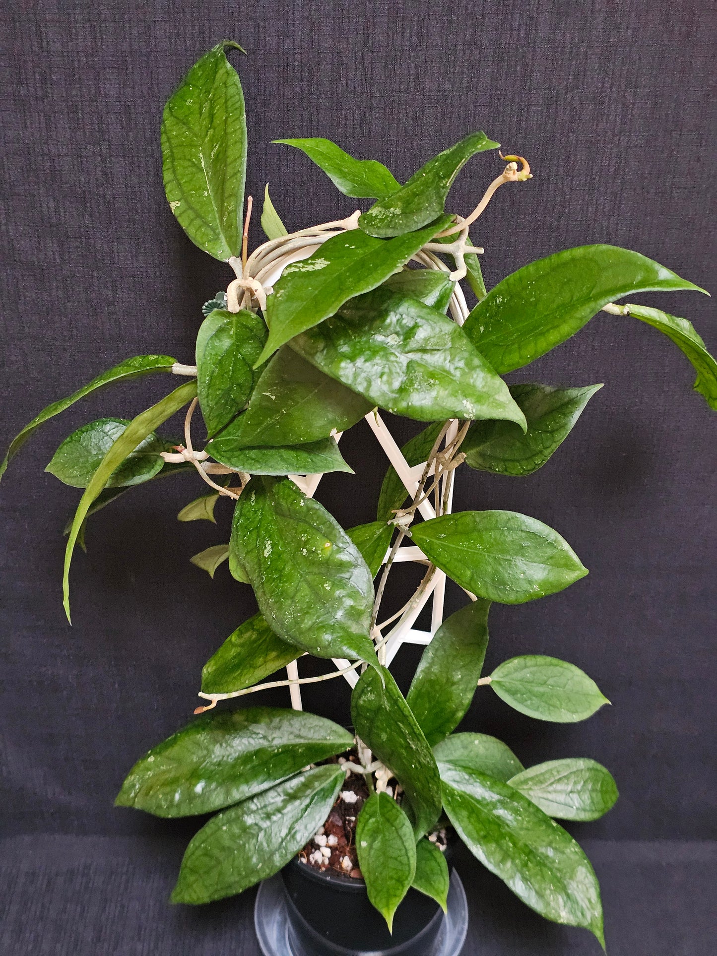 Hoya 'Tequila Sunrise' Large Size