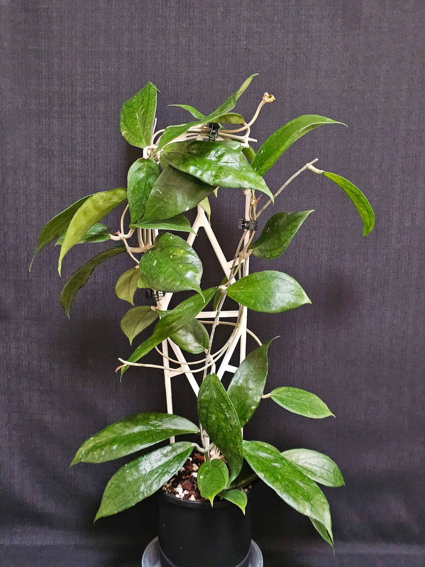Hoya 'Tequila Sunrise' Large Size