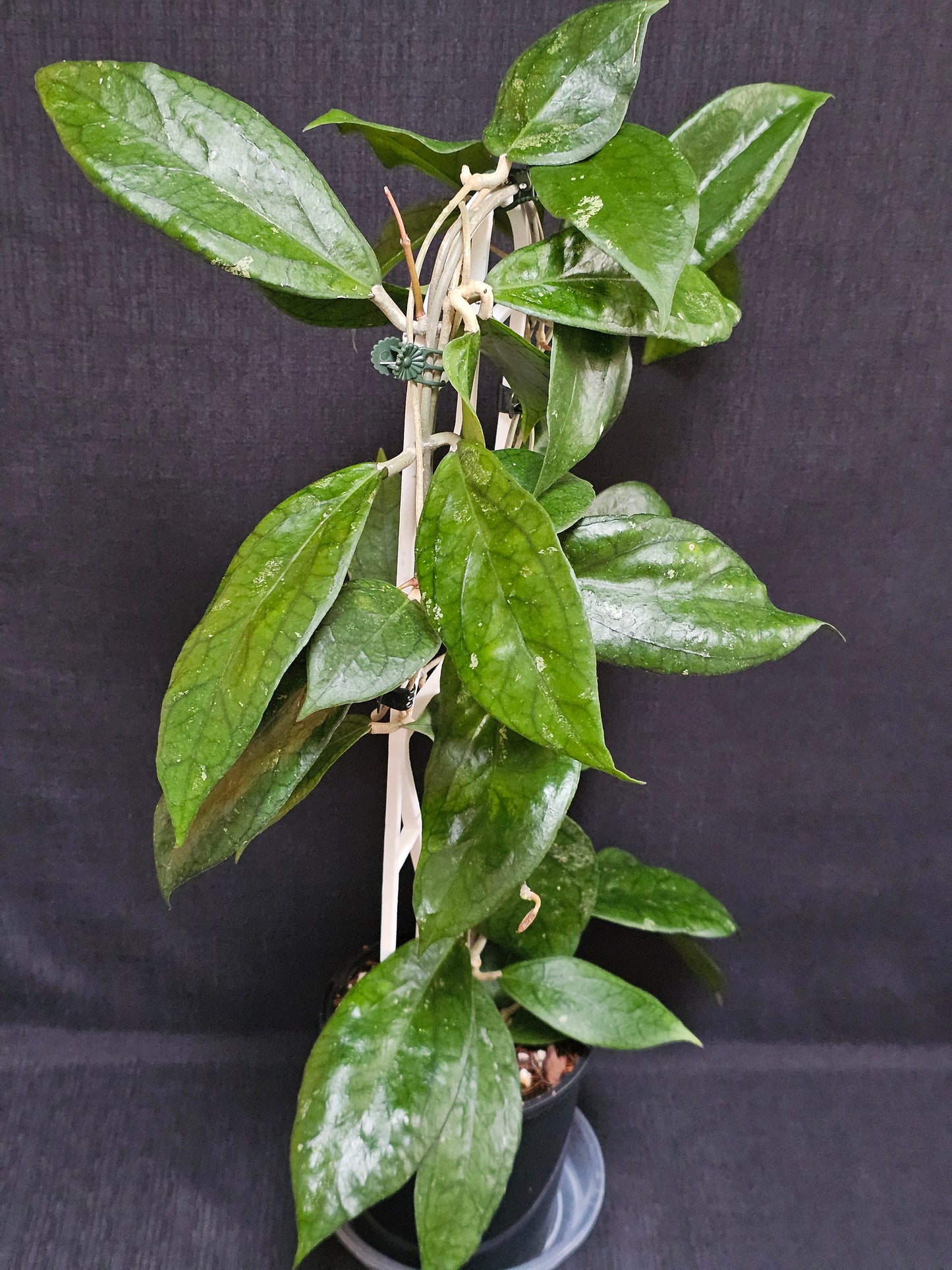 Hoya 'Tequila Sunrise' Large Size