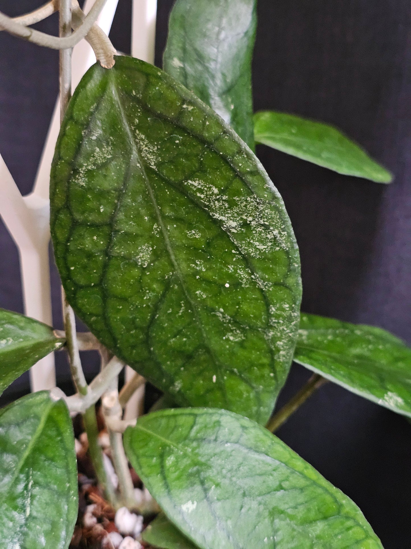 Hoya 'Tequila Sunrise' Large Size