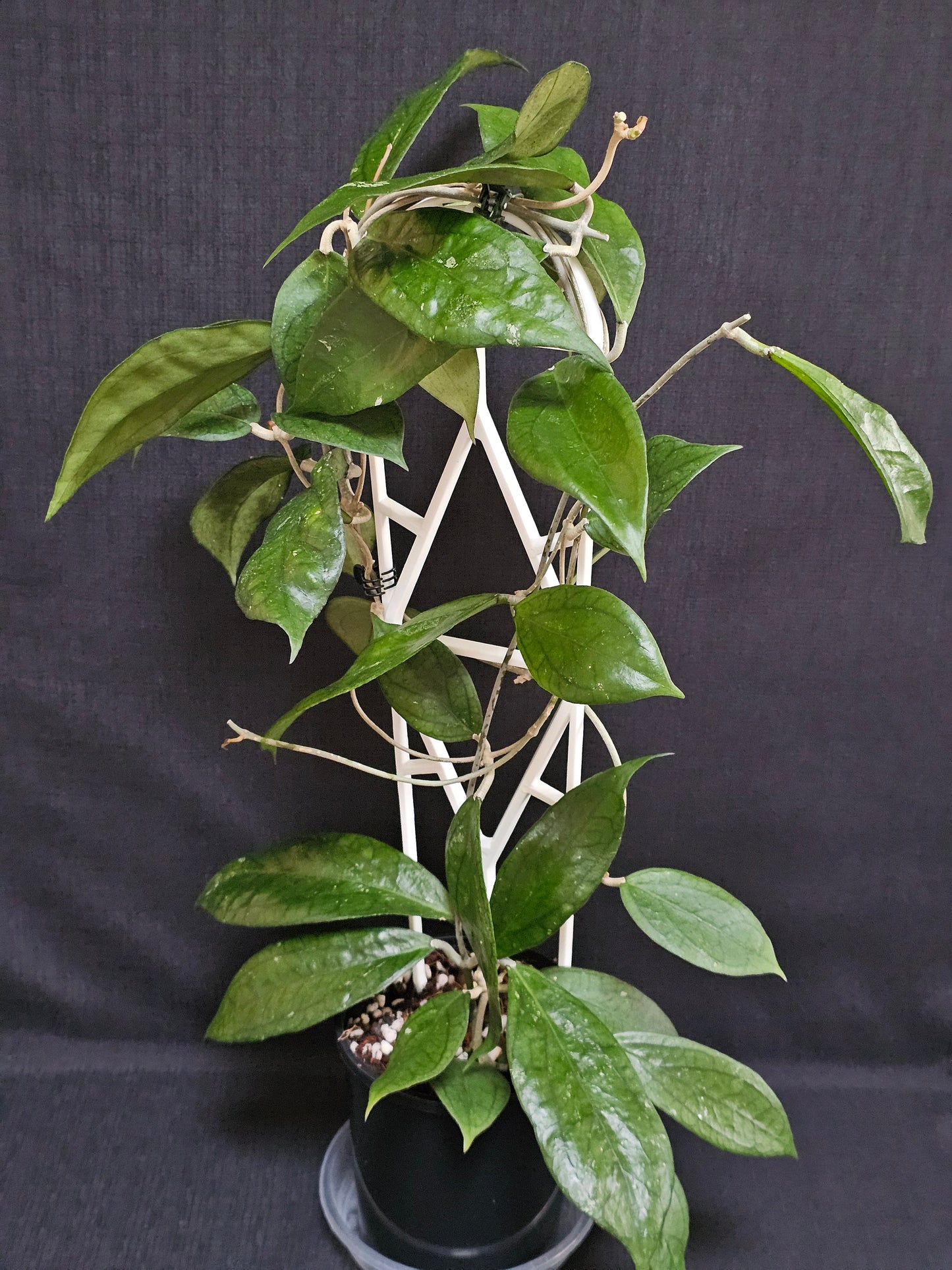 Hoya 'Tequila Sunrise' Large Size