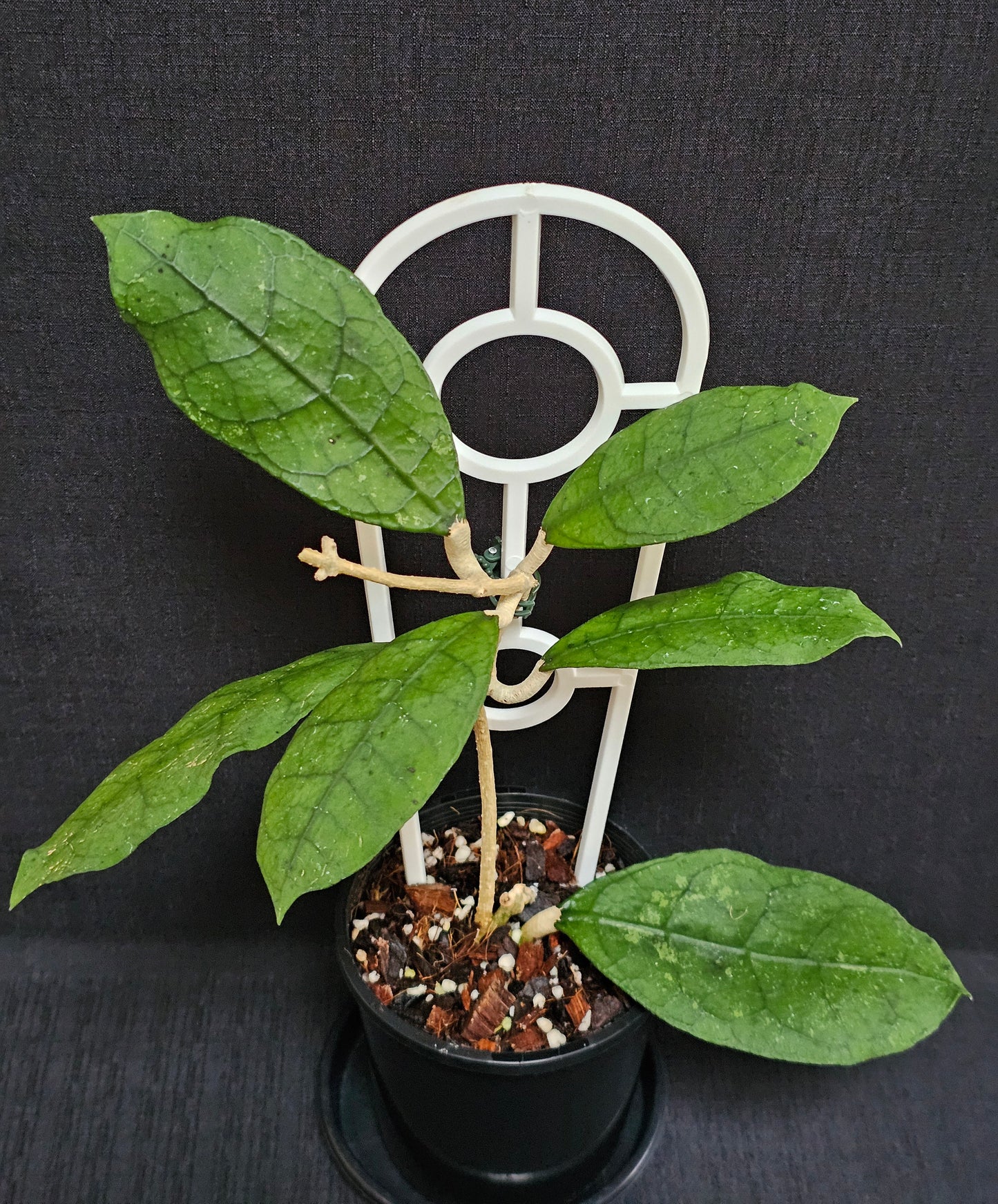 Hoya peninsularis (formerly sp. Lata iskandar Clone A)