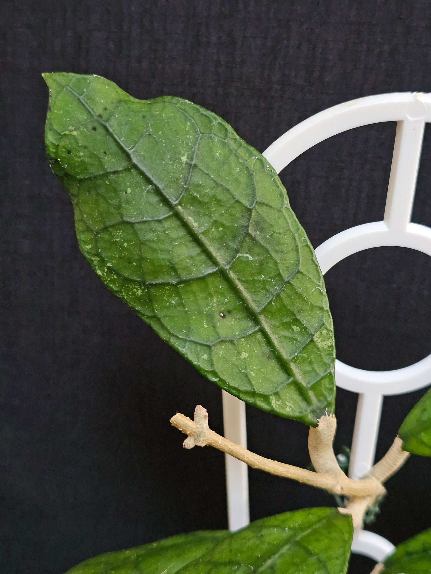 Hoya peninsularis (formerly sp. Lata iskandar Clone A)