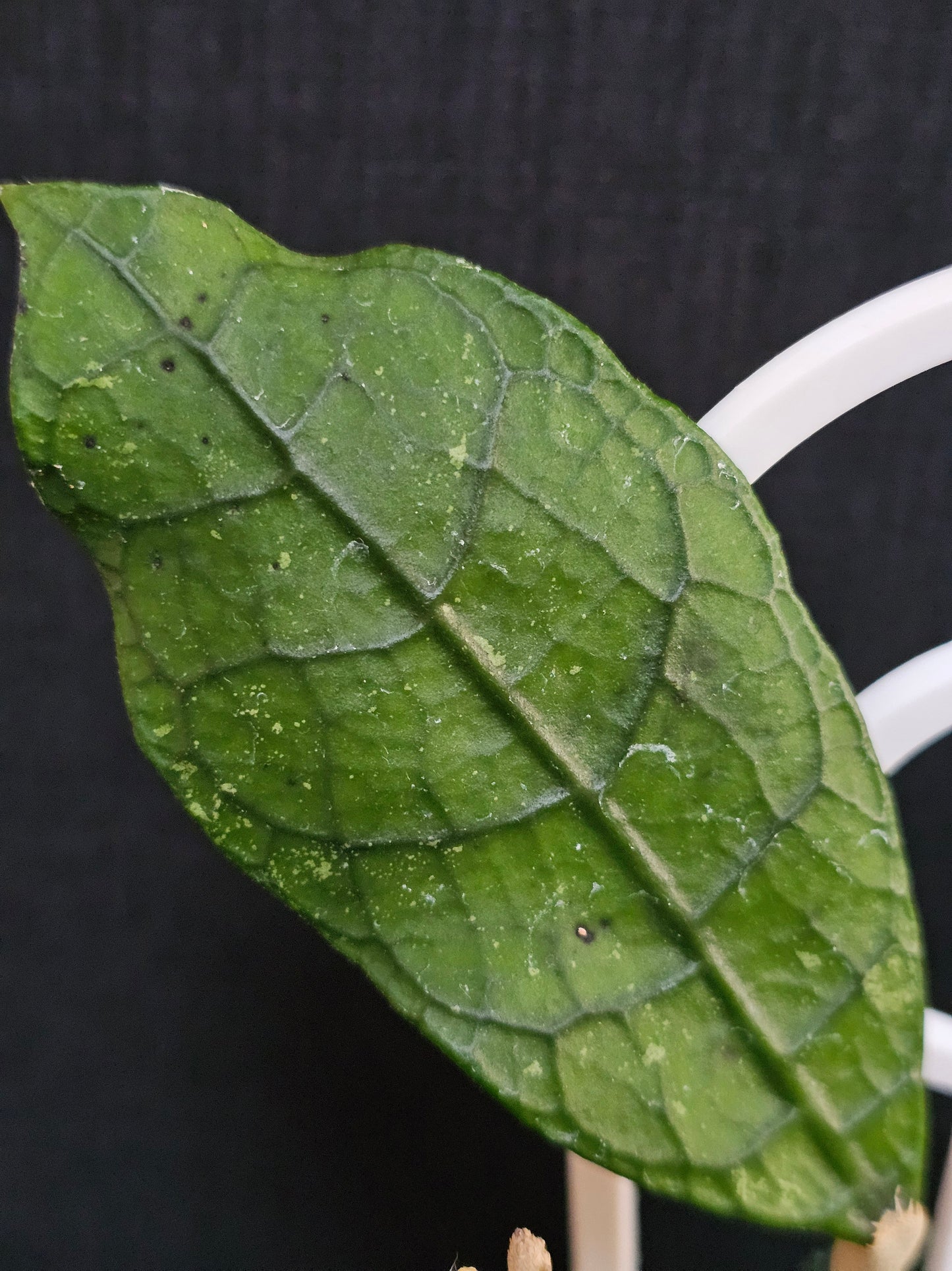 Hoya peninsularis (formerly sp. Lata iskandar Clone A)