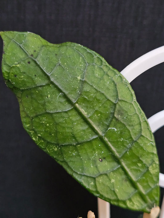 Hoya peninsularis (formerly sp. Lata iskandar Clone A)