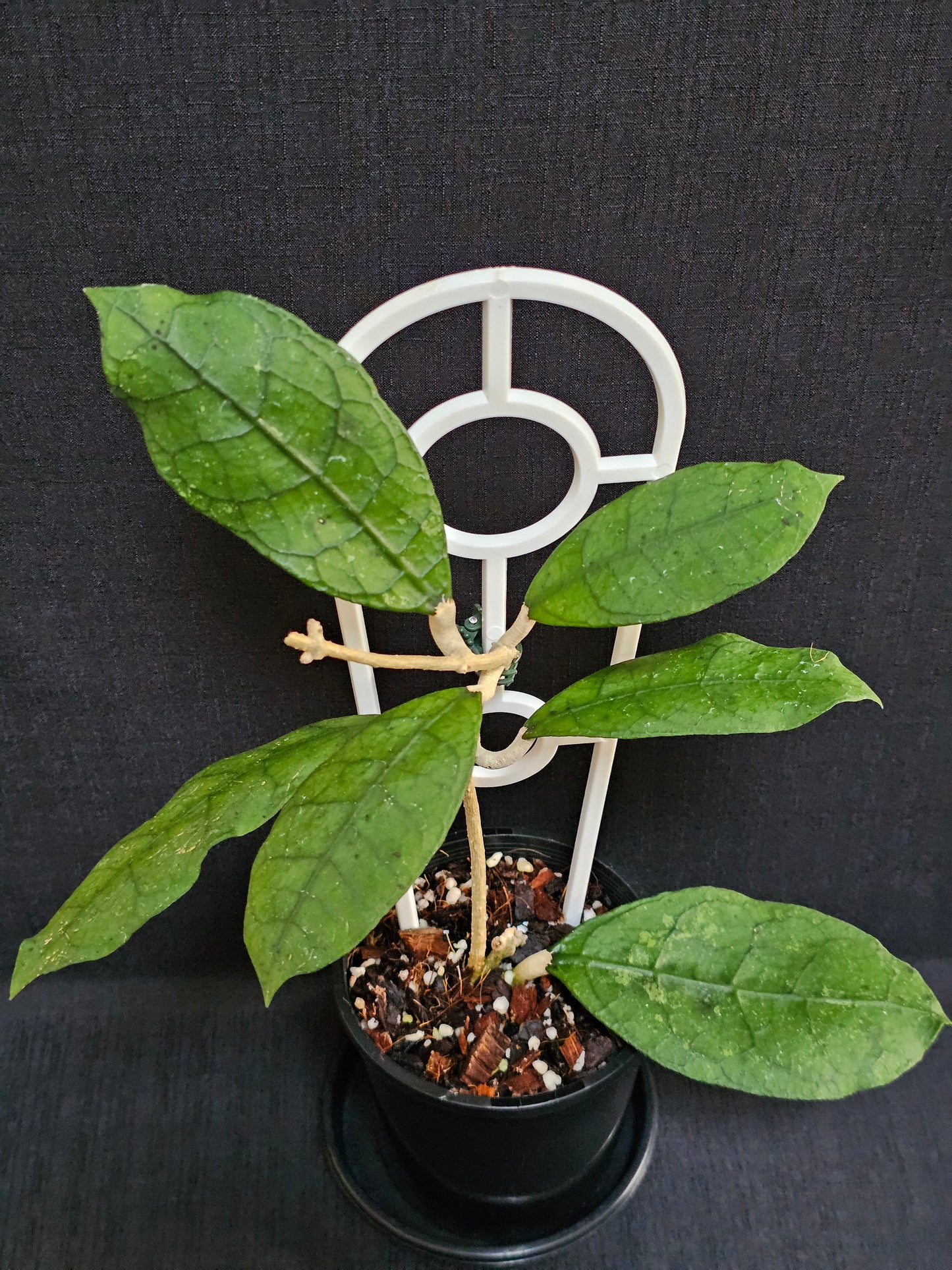 Hoya peninsularis (formerly sp. Lata iskandar Clone A)
